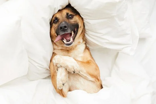 Why You Should Stay in a Pet-Friendly Motel