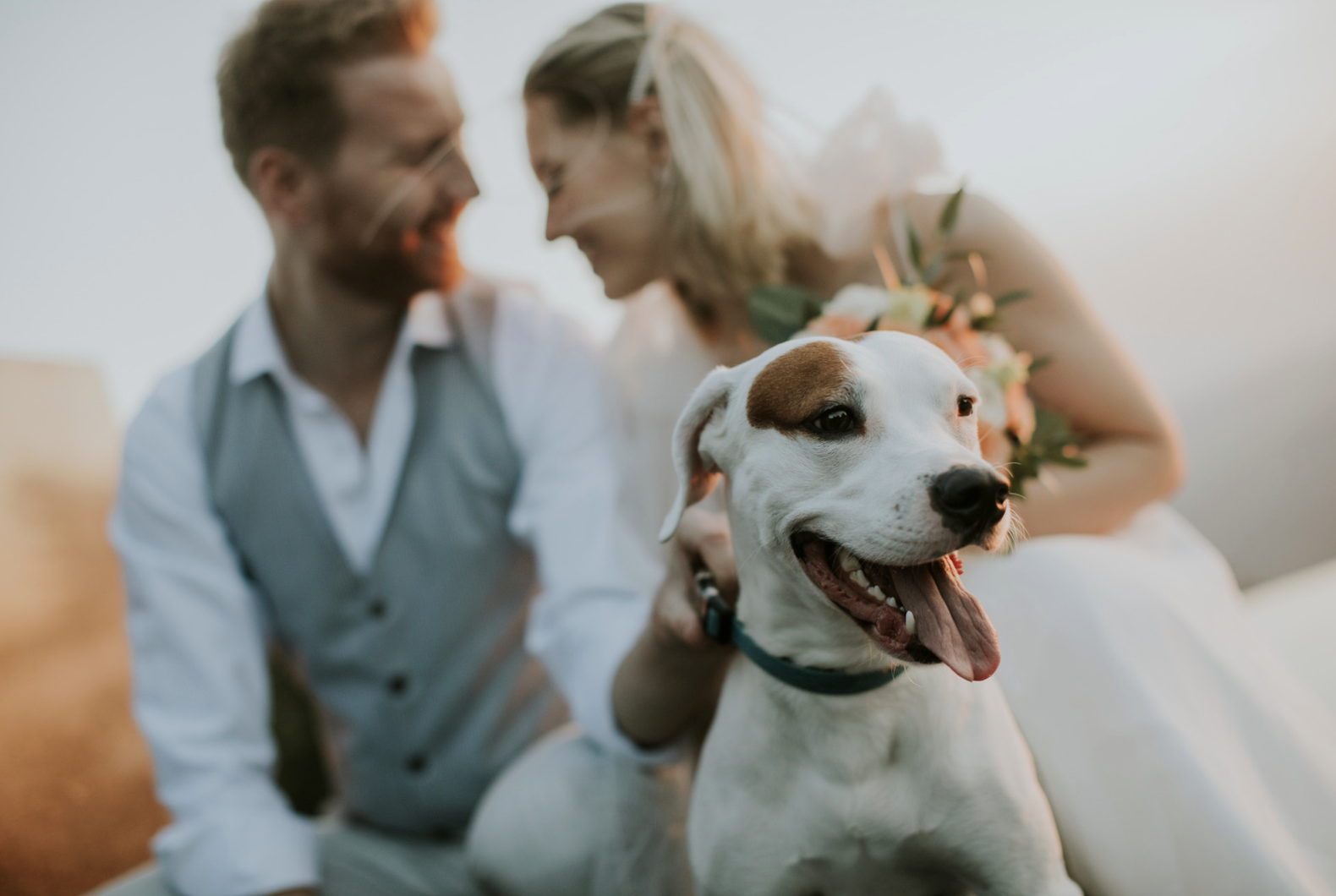 A happy dog with a white coat and brown patches sitting in front of a couple who are a bride and groom, with the bride holding a bouquet of flowers.