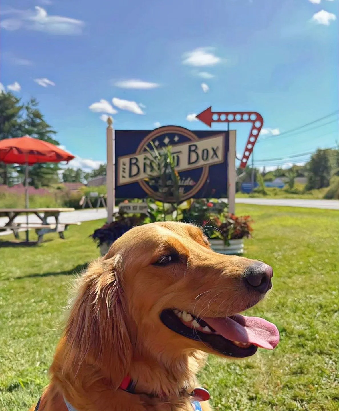 Golden retriever dog smiling in front of an outdoor sign for the 'Baked Box' restaurant, with a picnic table and red umbrella, green grass, and a blue sky with clouds.