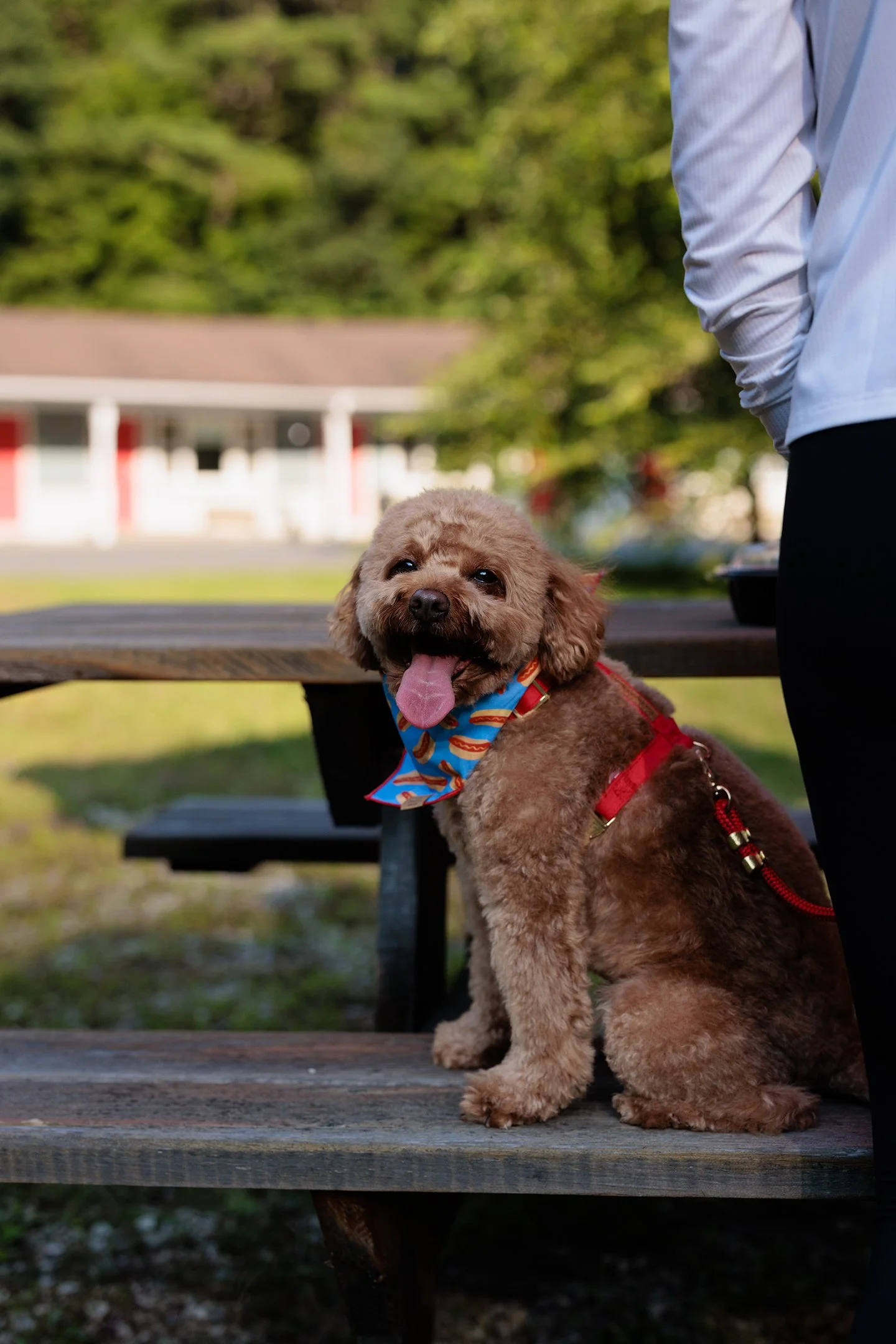 A fluffy brown dog with a colorful bandana sitting on a wooden park bench, smiling with its tongue out, next to a person in a light-colored shirt whose face is not visible, outdoors in a park with green trees and a building in the background.