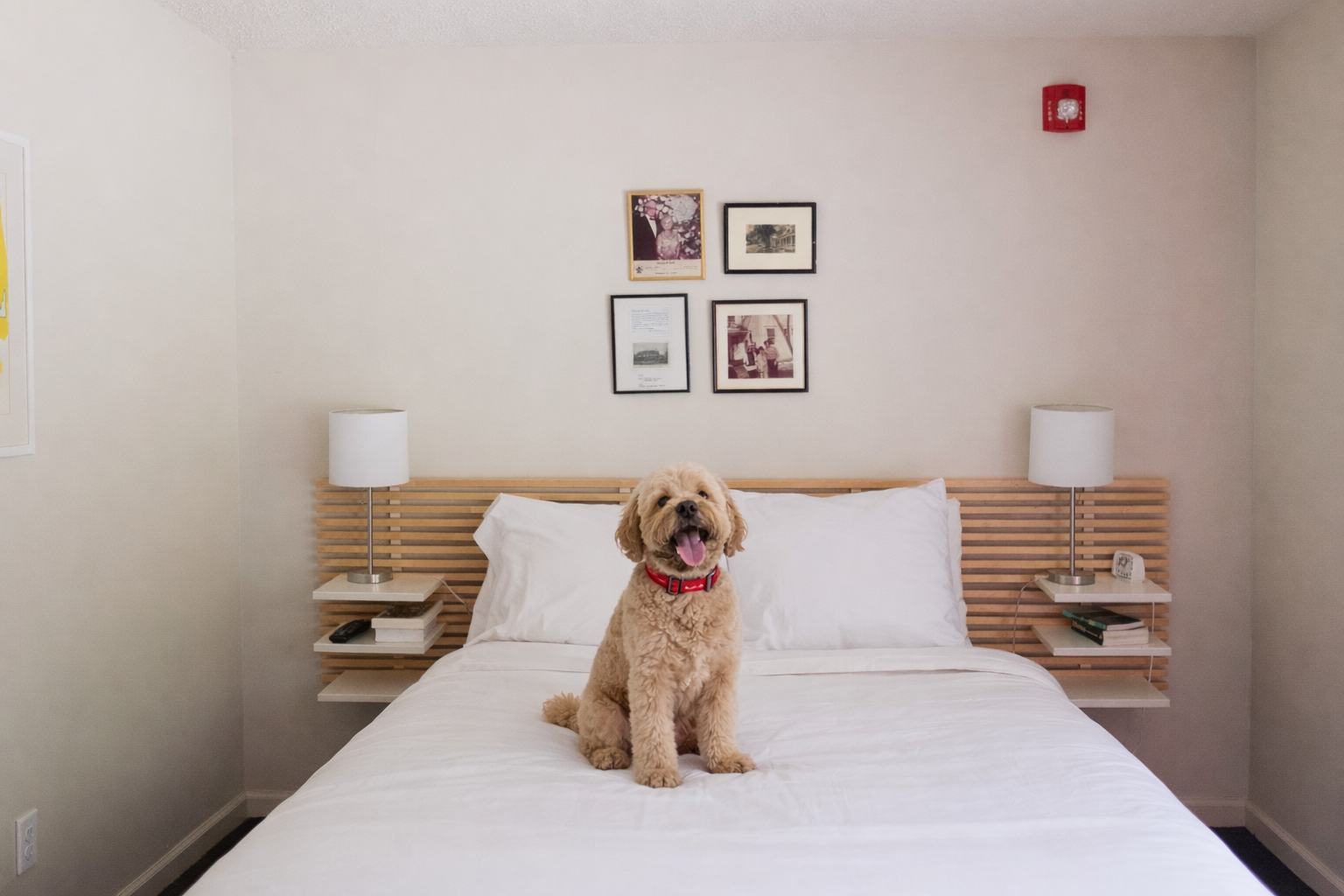 A joyful dog sitting on a neatly made bed in a modern bedroom with framed pictures on the wall and matching nightstands with lamps.