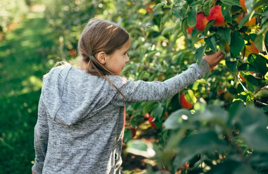 A girl picking apples from an apple tree in an orchard during daytime.