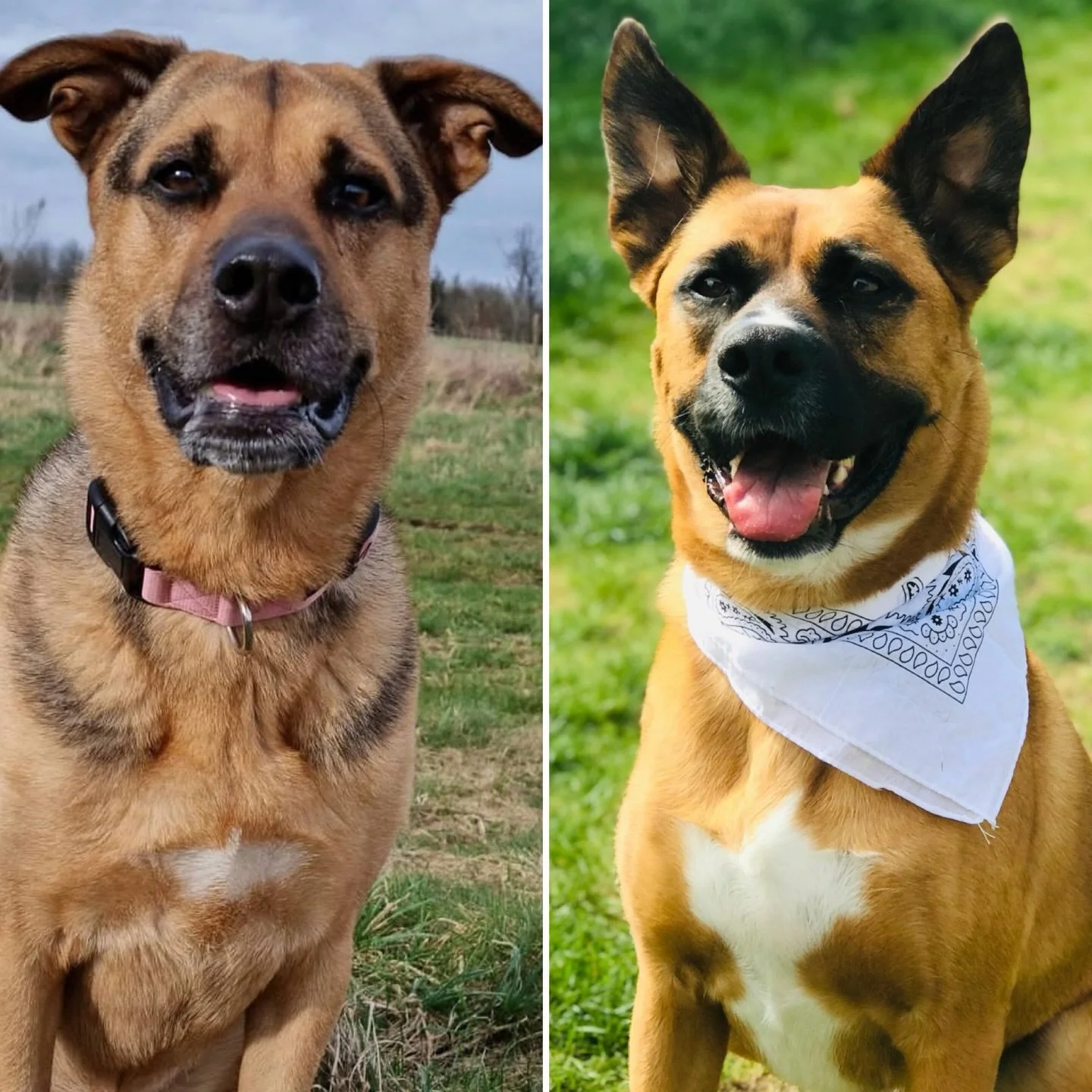 We&rsquo;re helping raise money and gift donations for @dogstrust (link in bio)

Dan is running our favourite dog walk, a 14km route in the Brecon mountains to raise money for Dogs Trust in memory of Tilly &amp; Milo, who were both rescues from the c