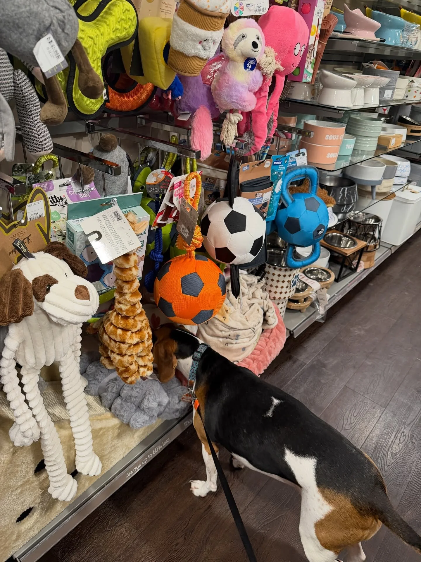 My business partner's benefits include unlimited treats and toy shopping
Thank you @tkmaxxuk