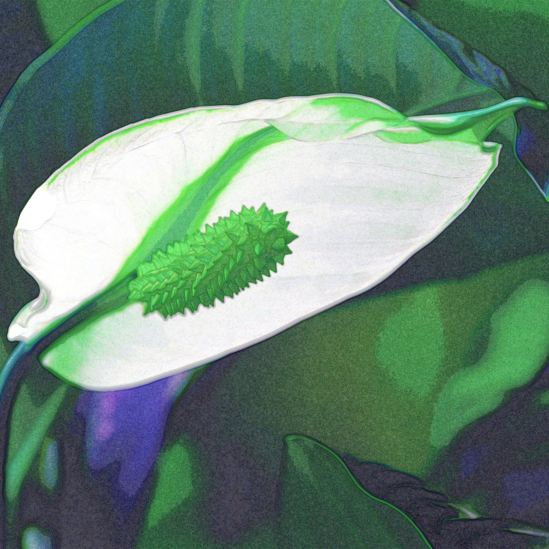 Peace Lily