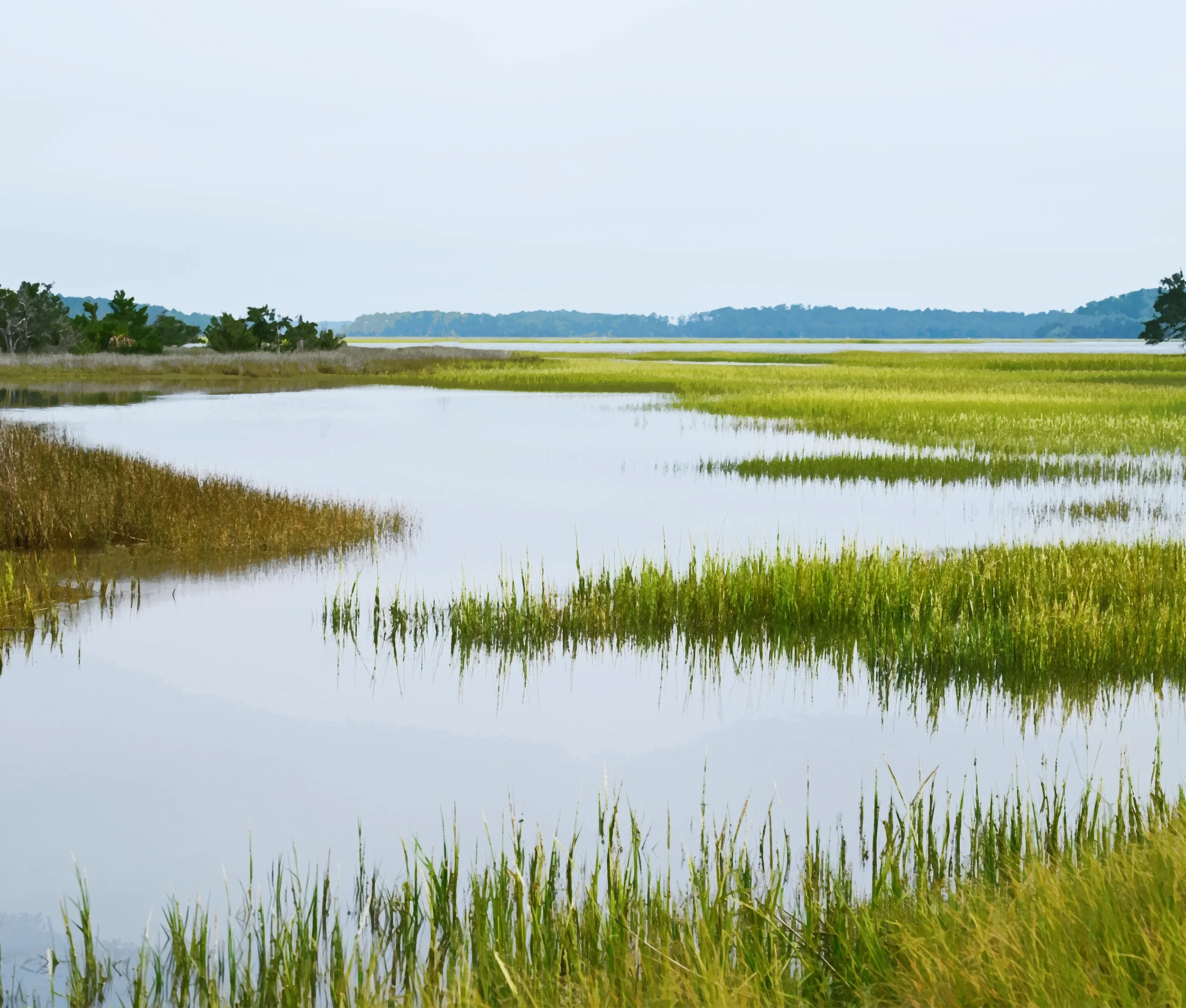 Pinckney Island Landscape 1