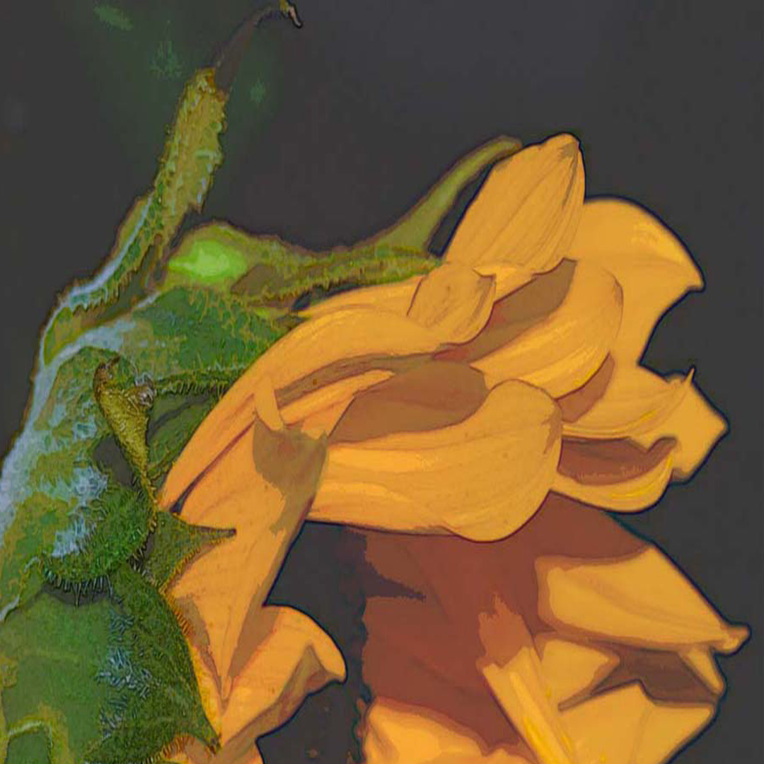 Sunfllower