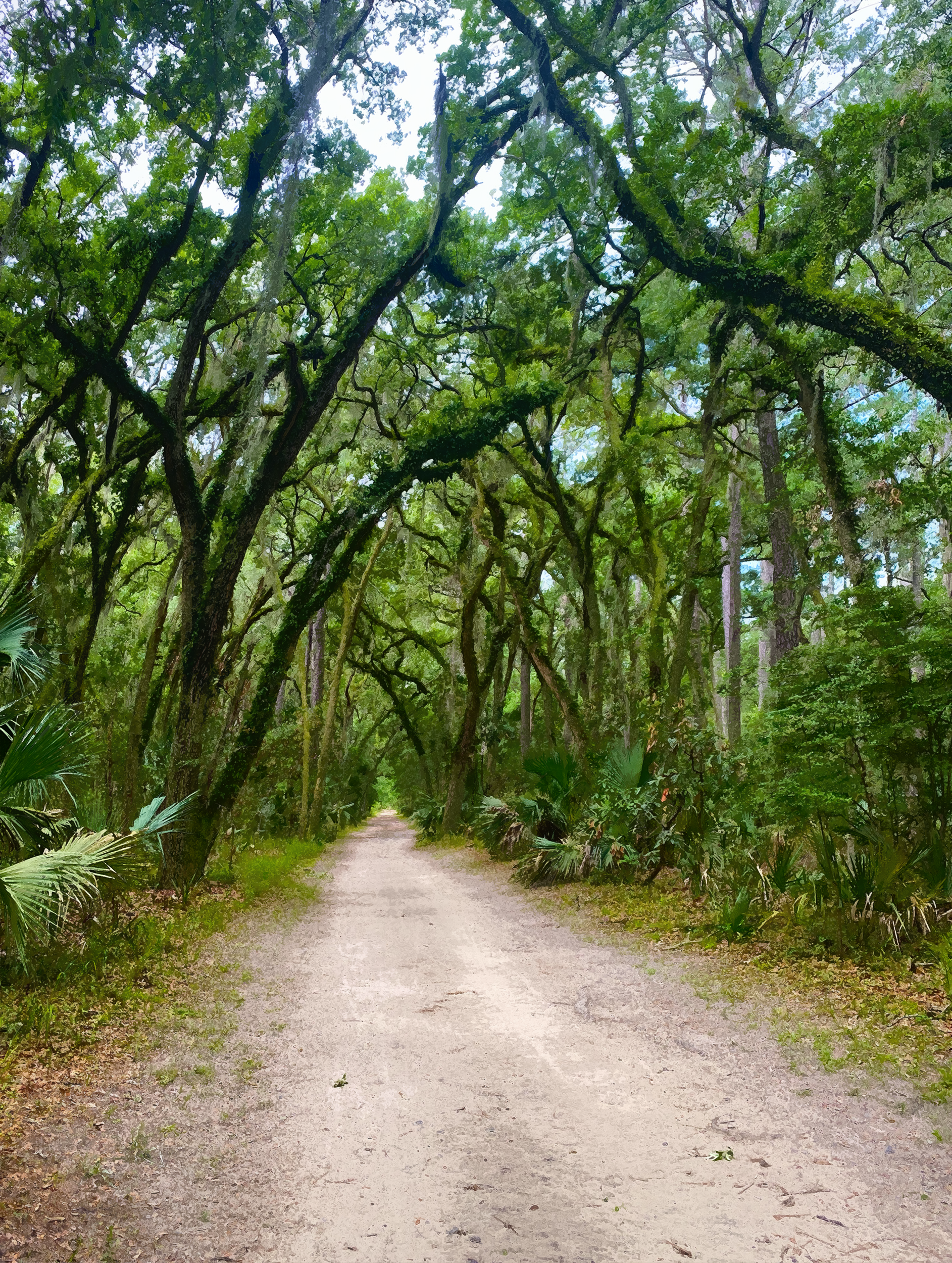 Canopy of Trees