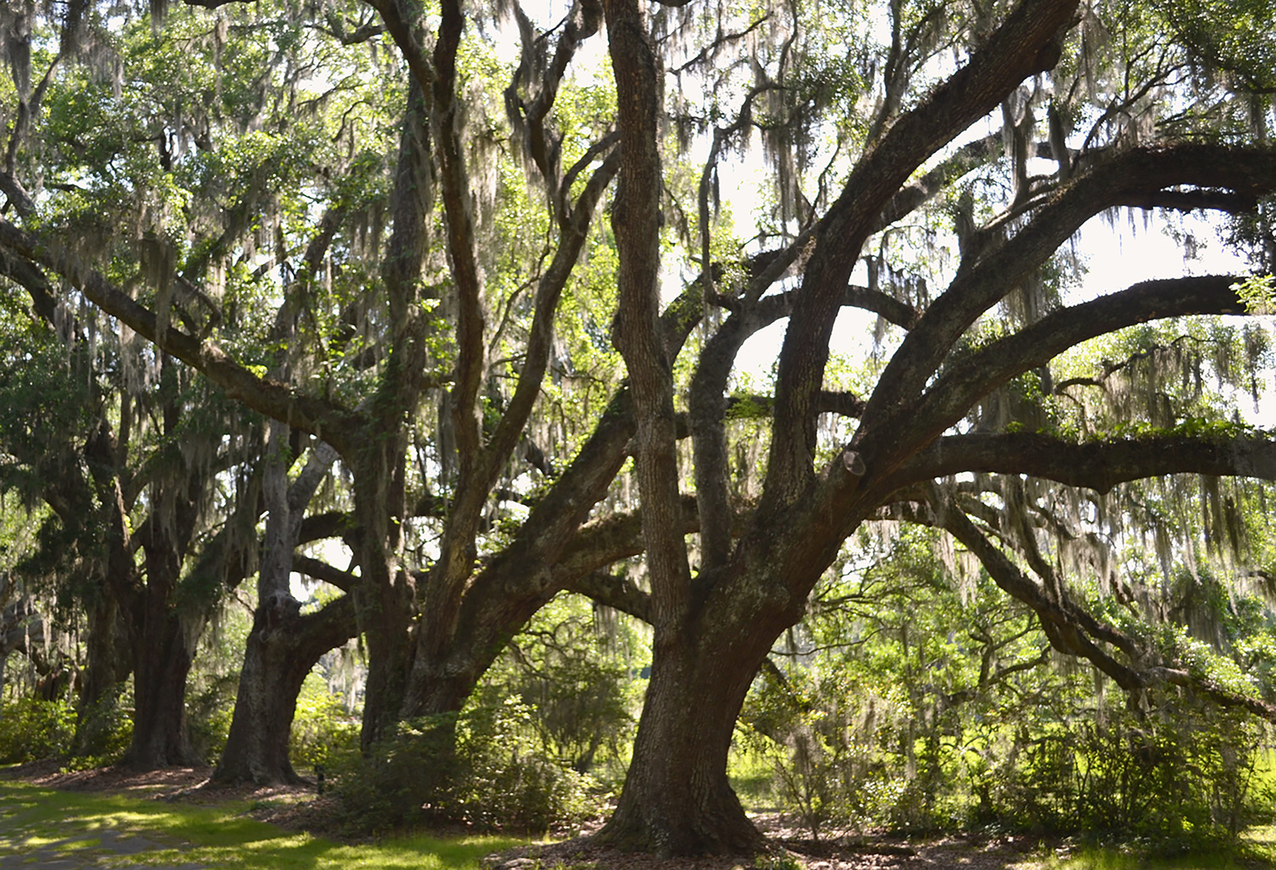 Lowcountry Live Oaks
