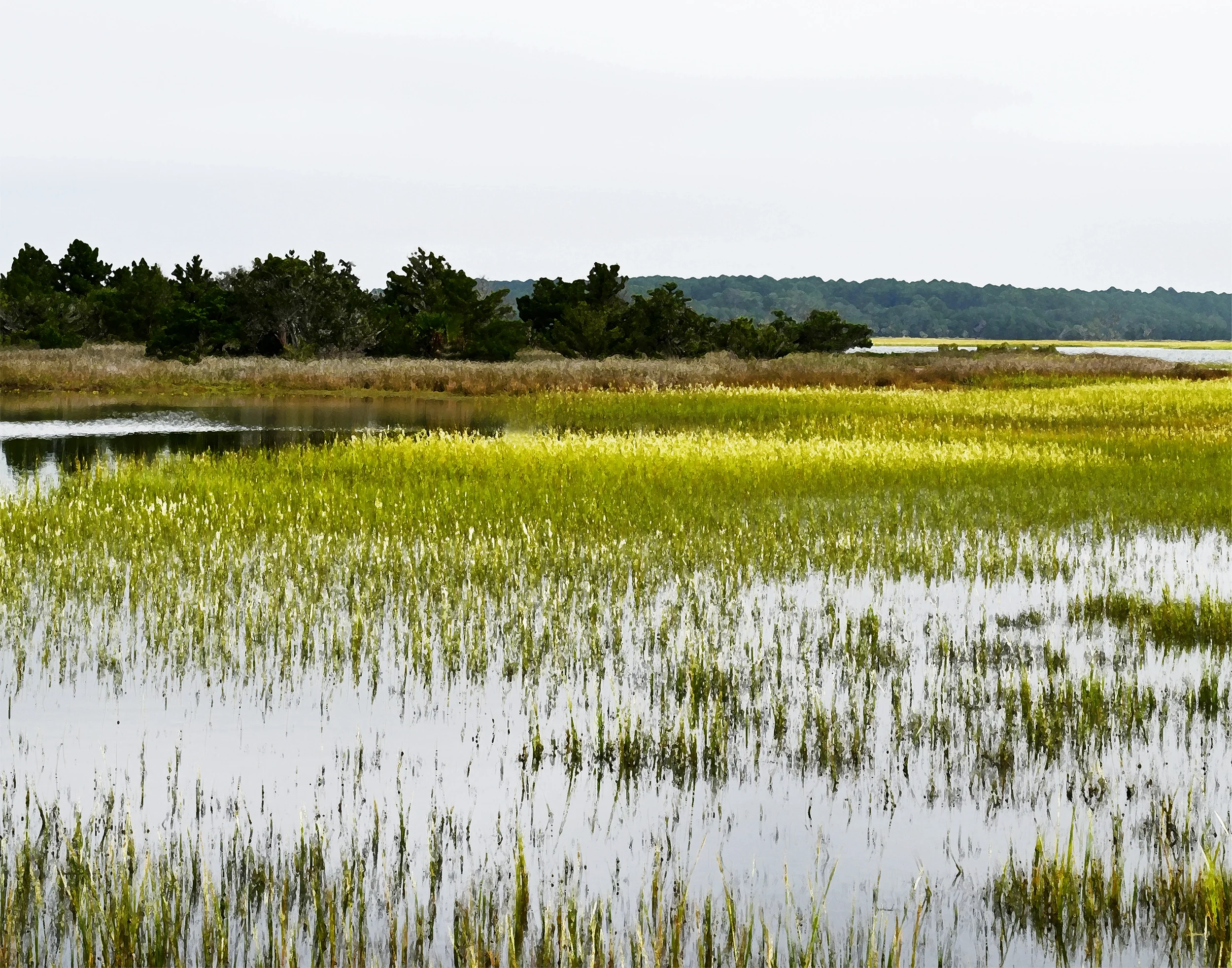 Pinckney Island Spartina 1