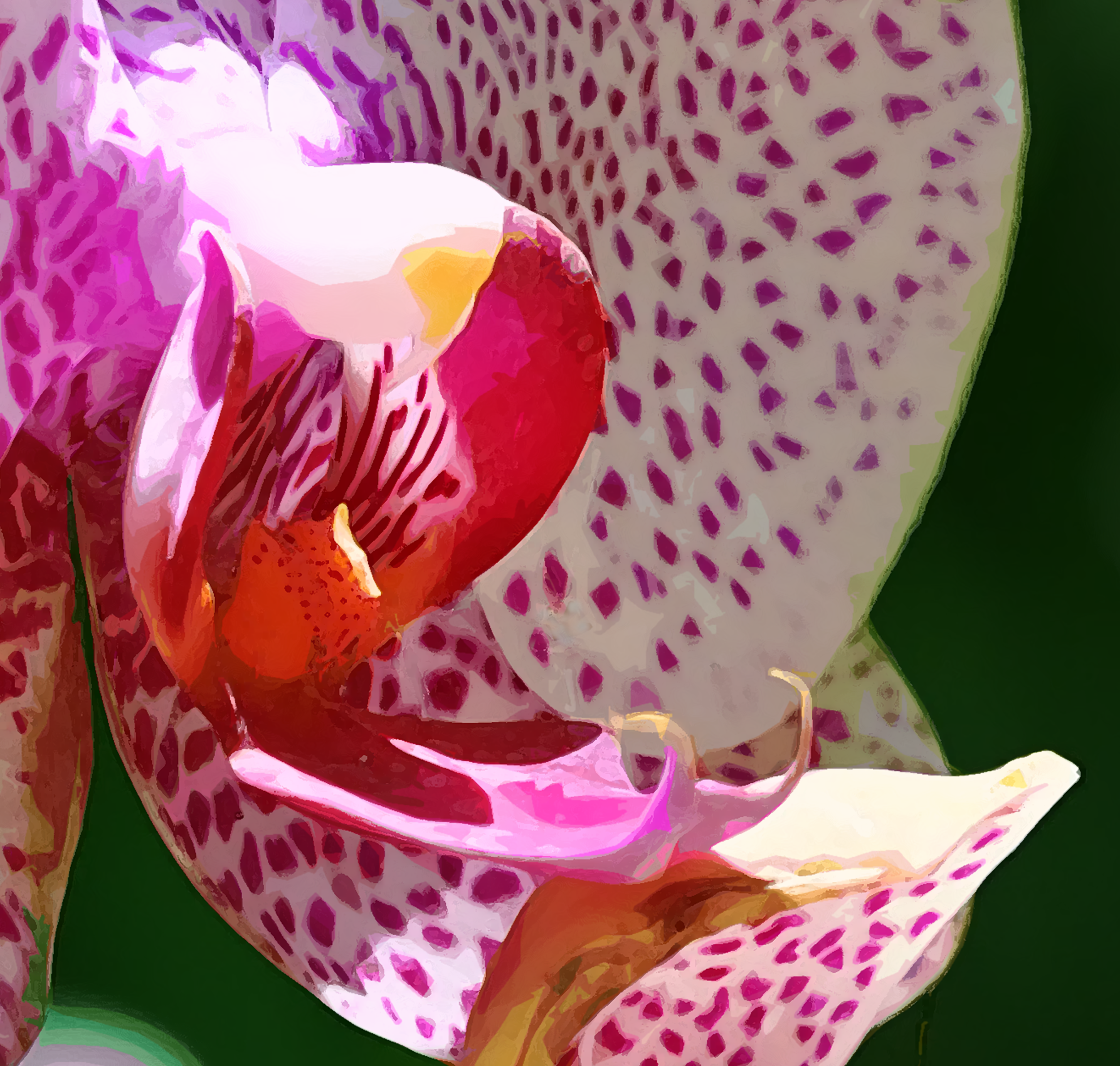 Pink Orchid