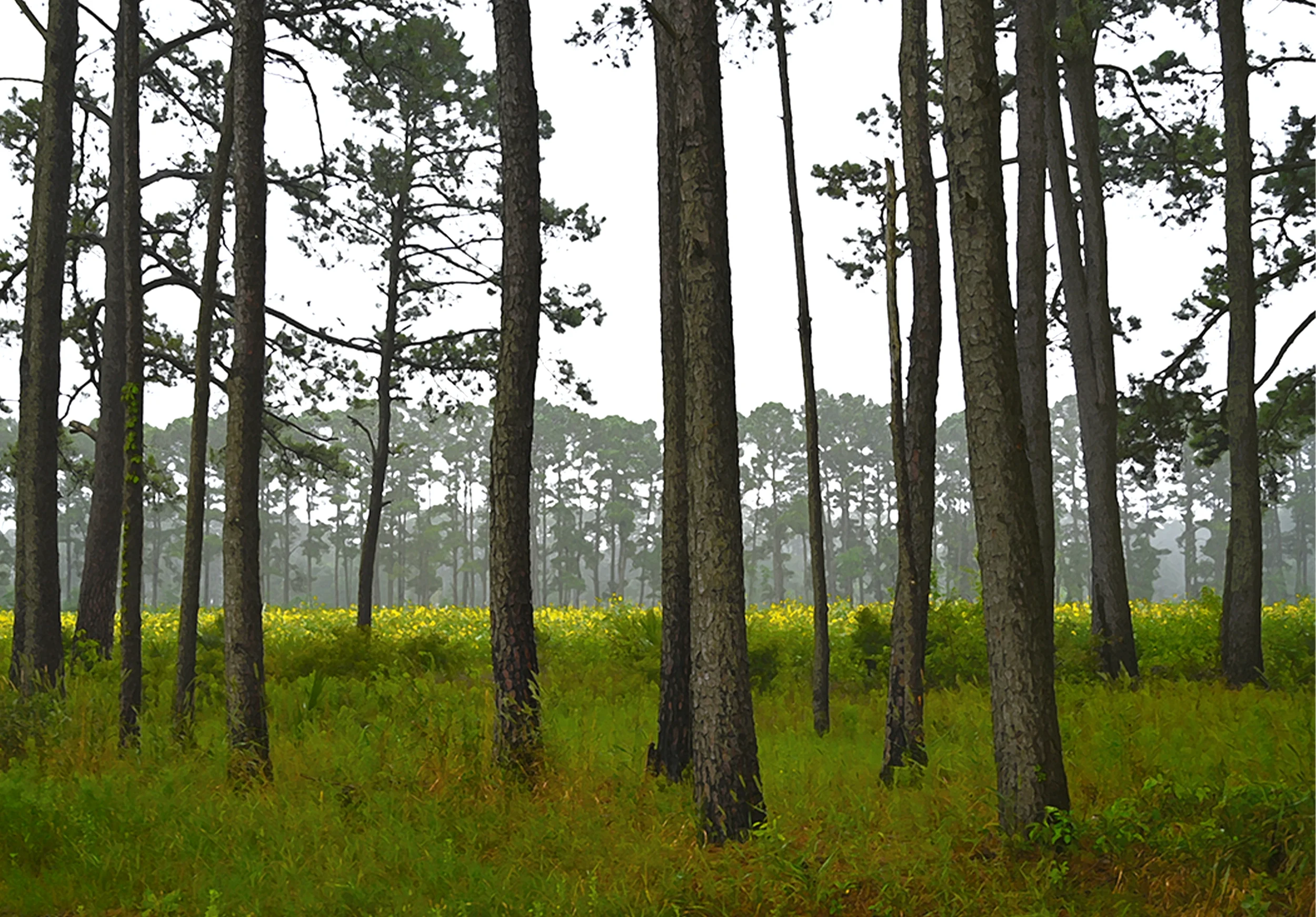 Other Landscapes
