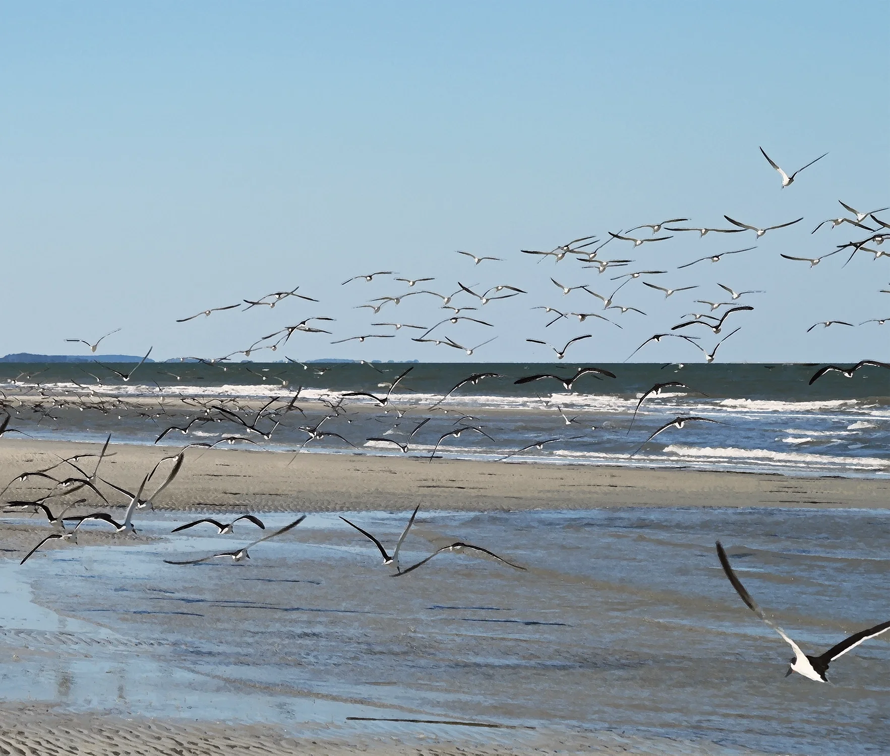 Nature in Motion