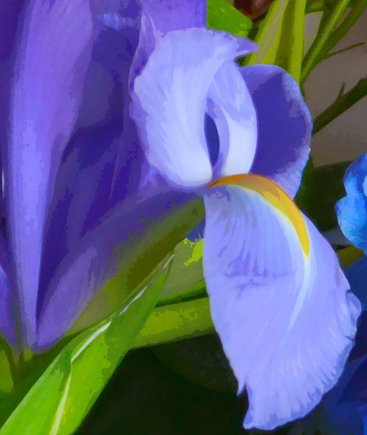 Iris