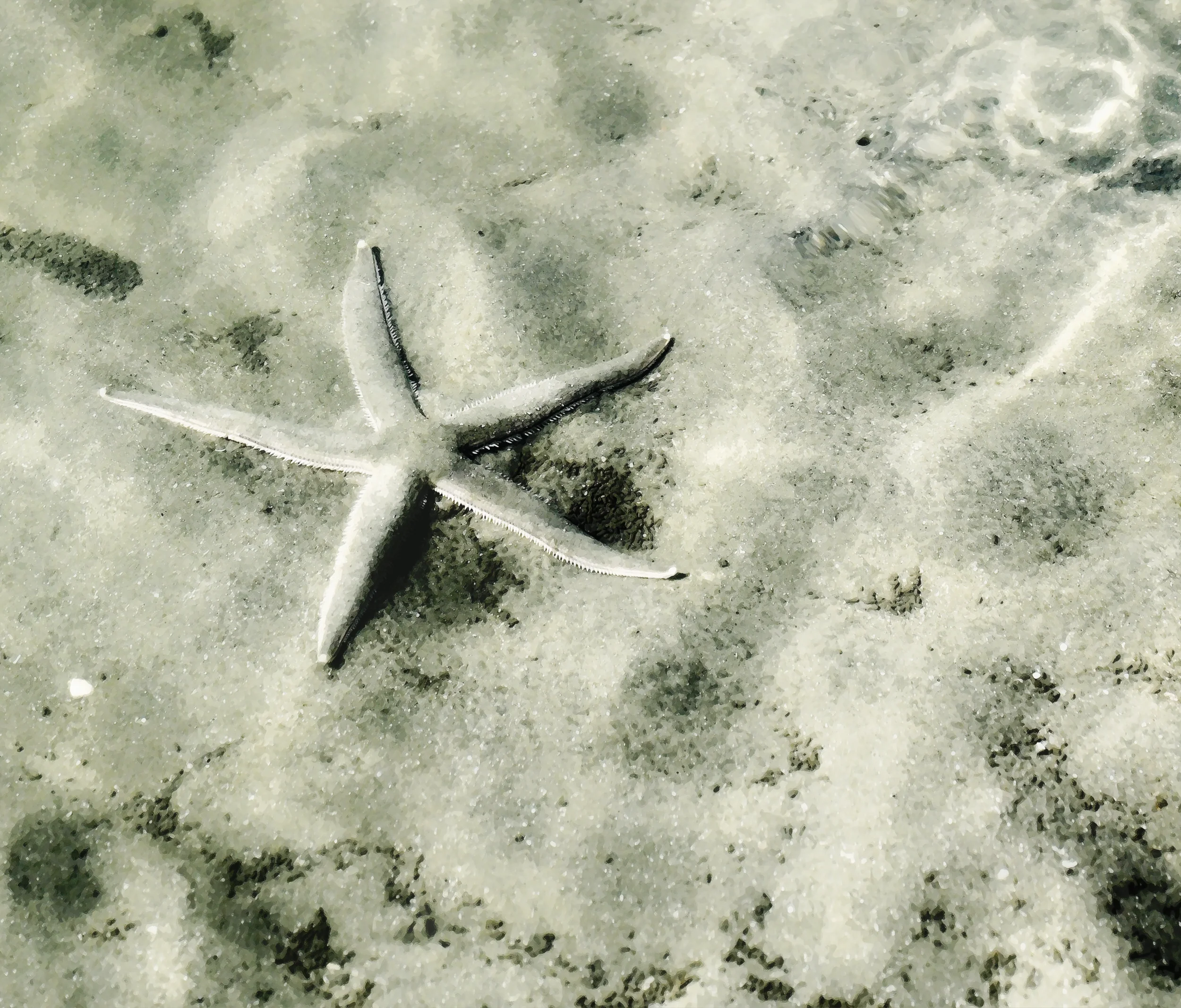 Treasures of the Tide