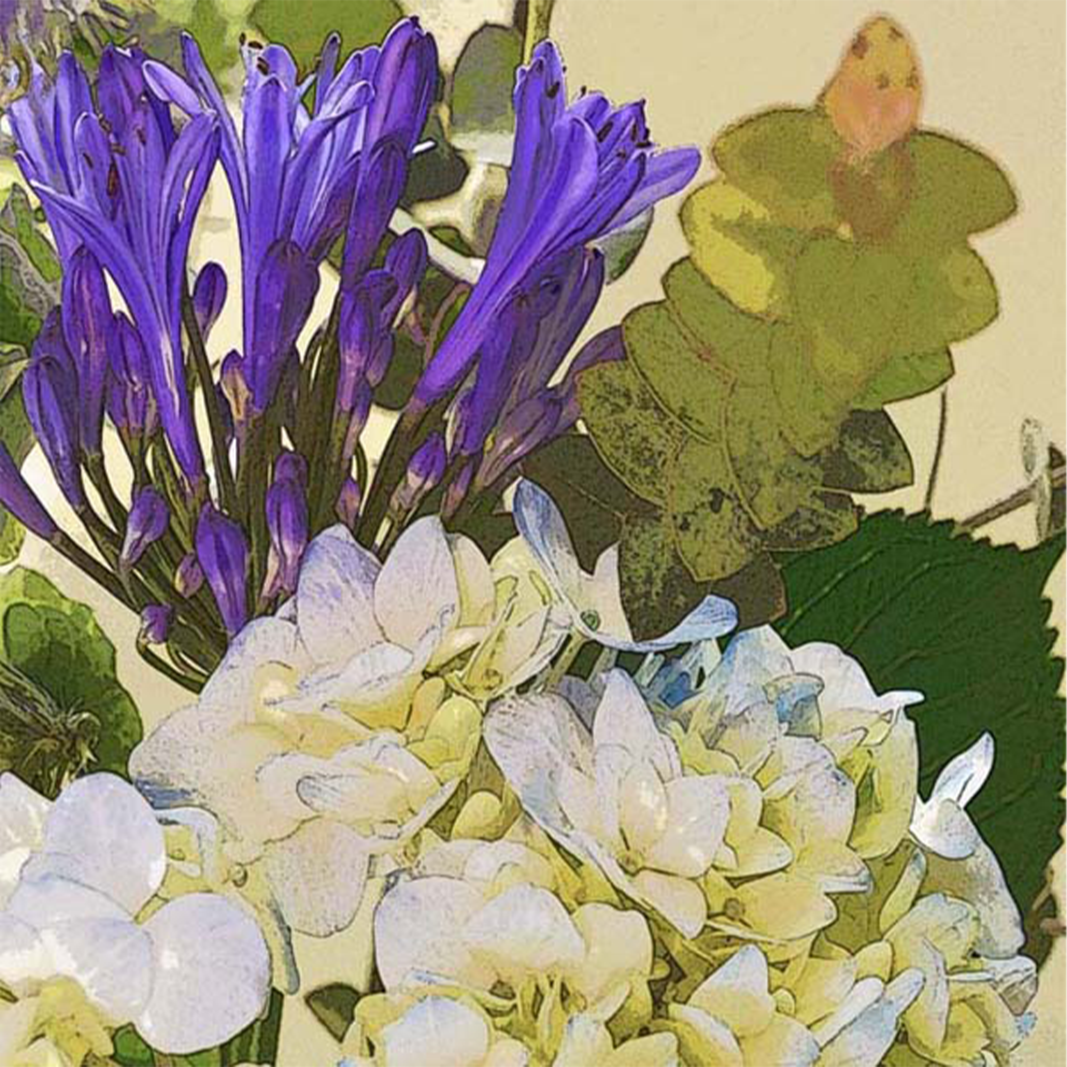Hydrangea