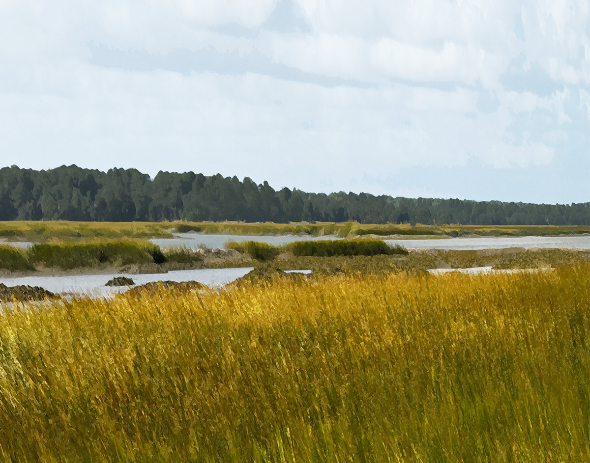 Pinckney Island Landscape 2