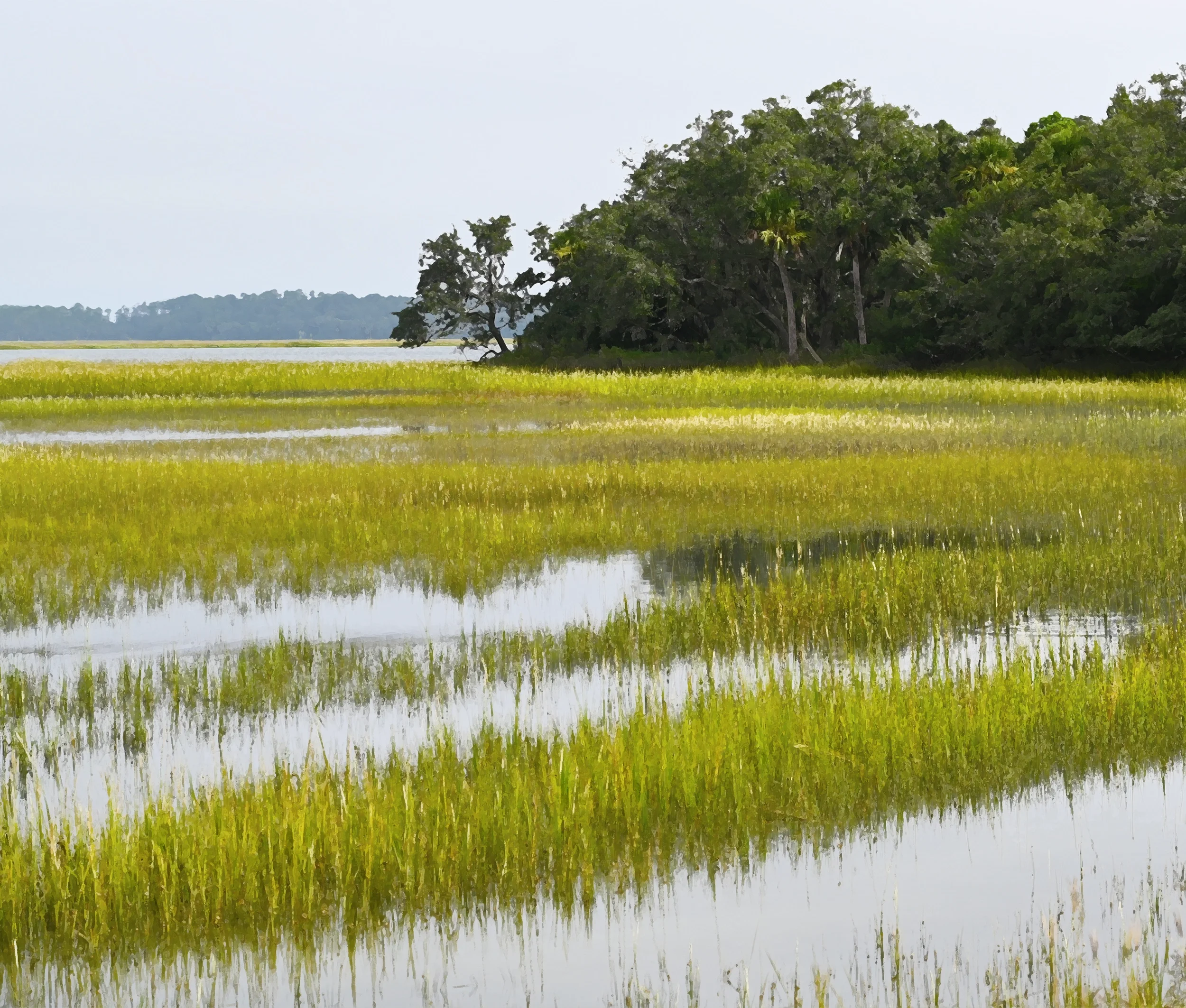 Pinckney Island Spartina 2