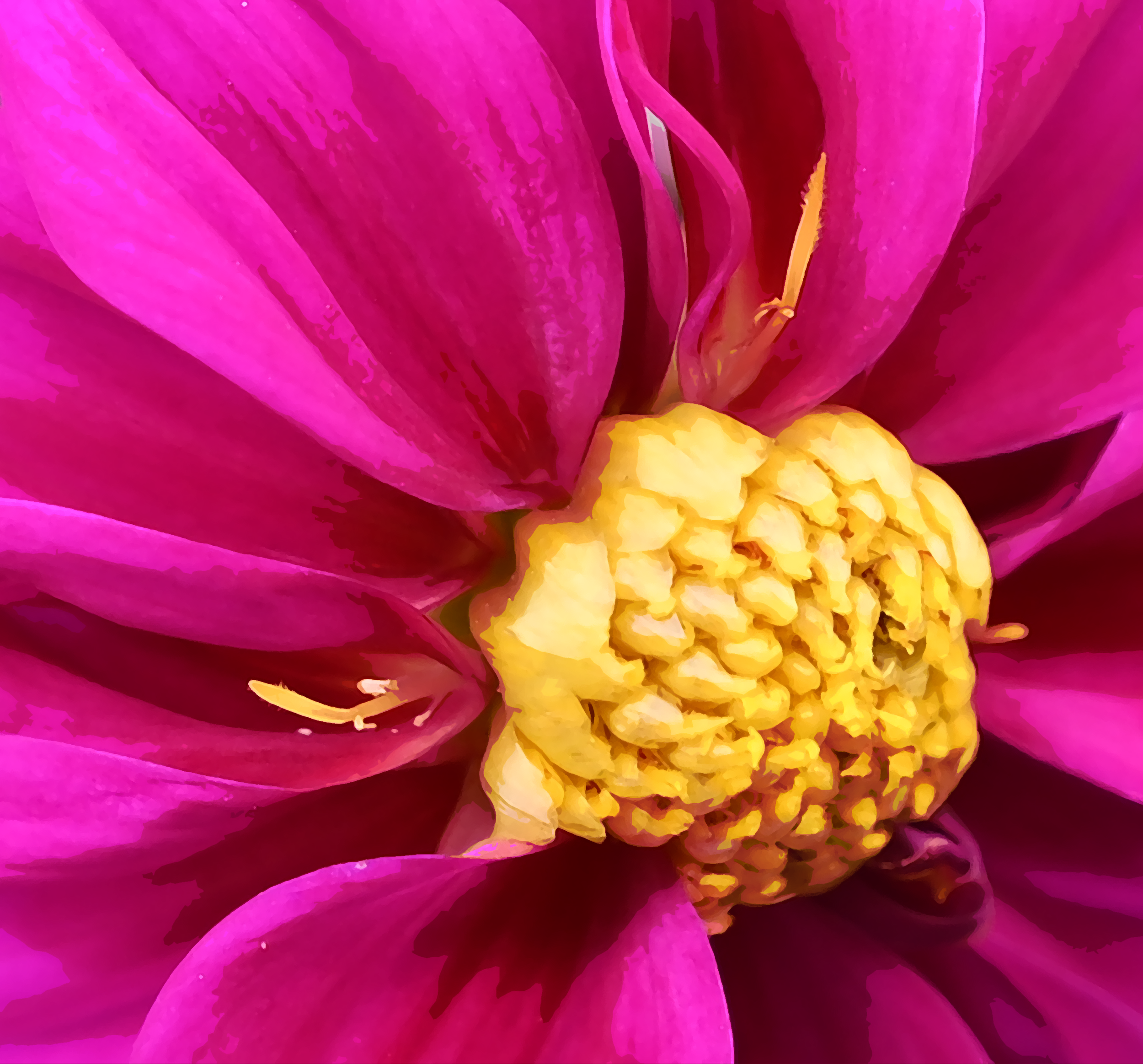 Pink Dahlia