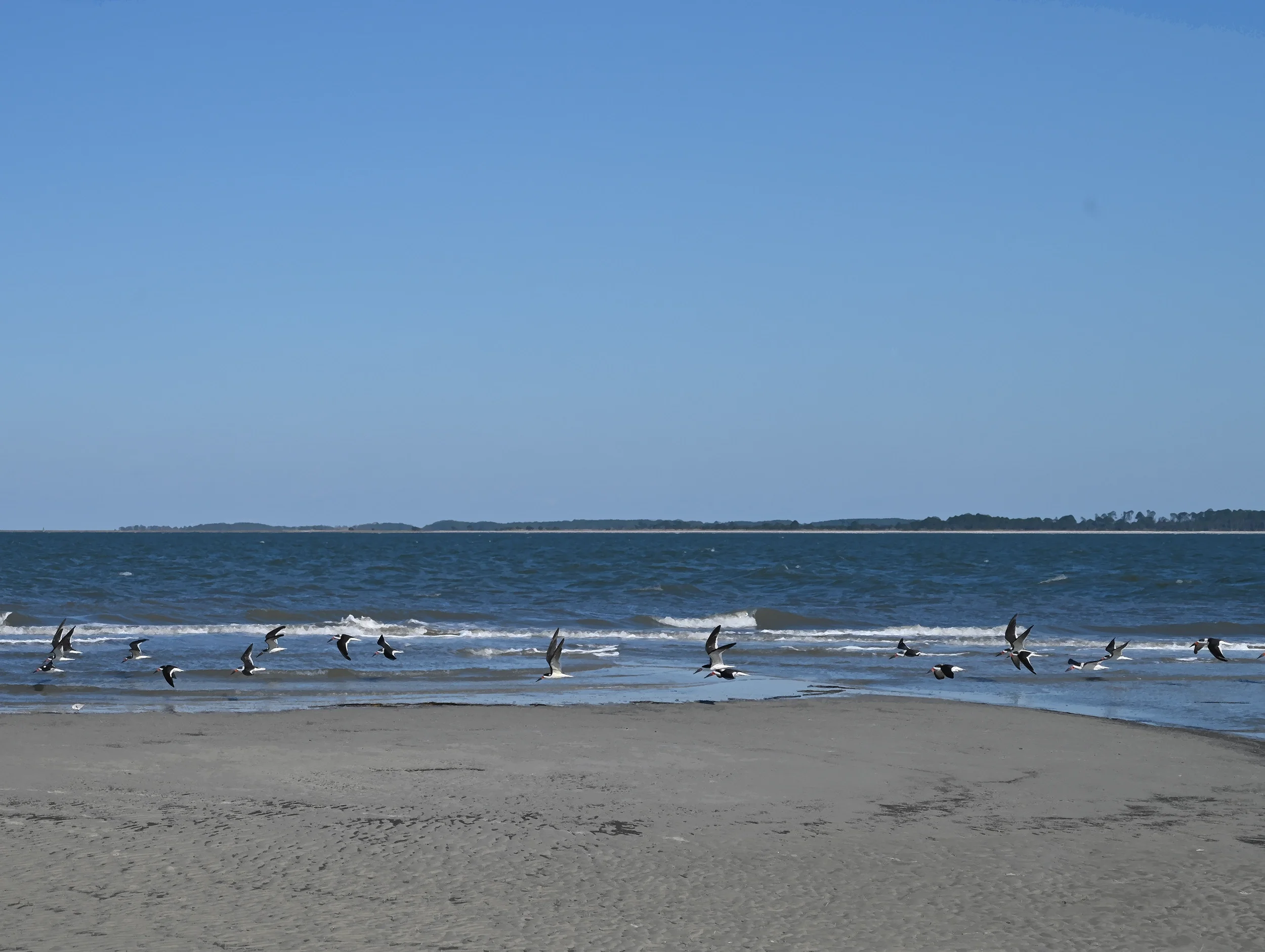 Low Flying Skimmers
