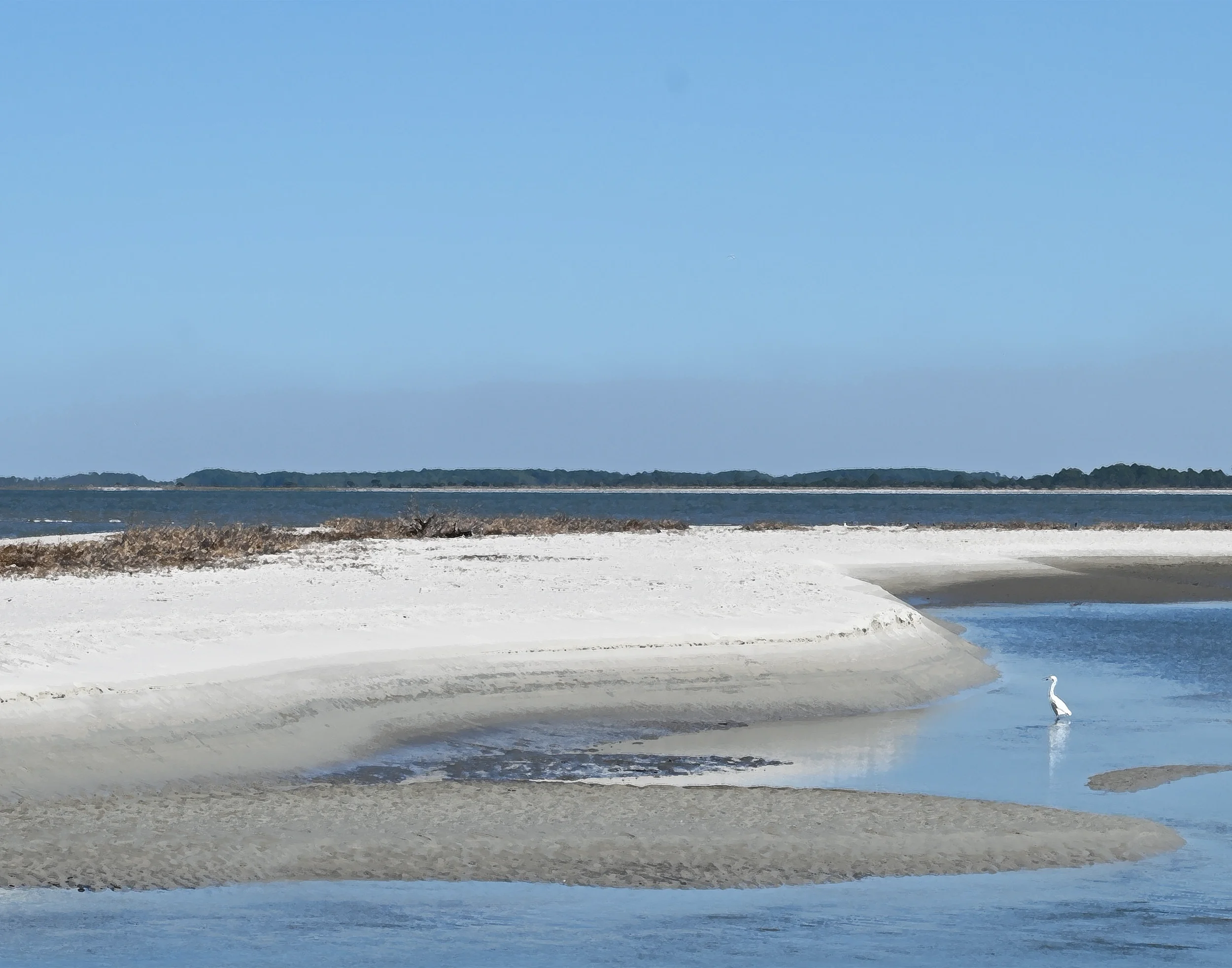 Wading Egret