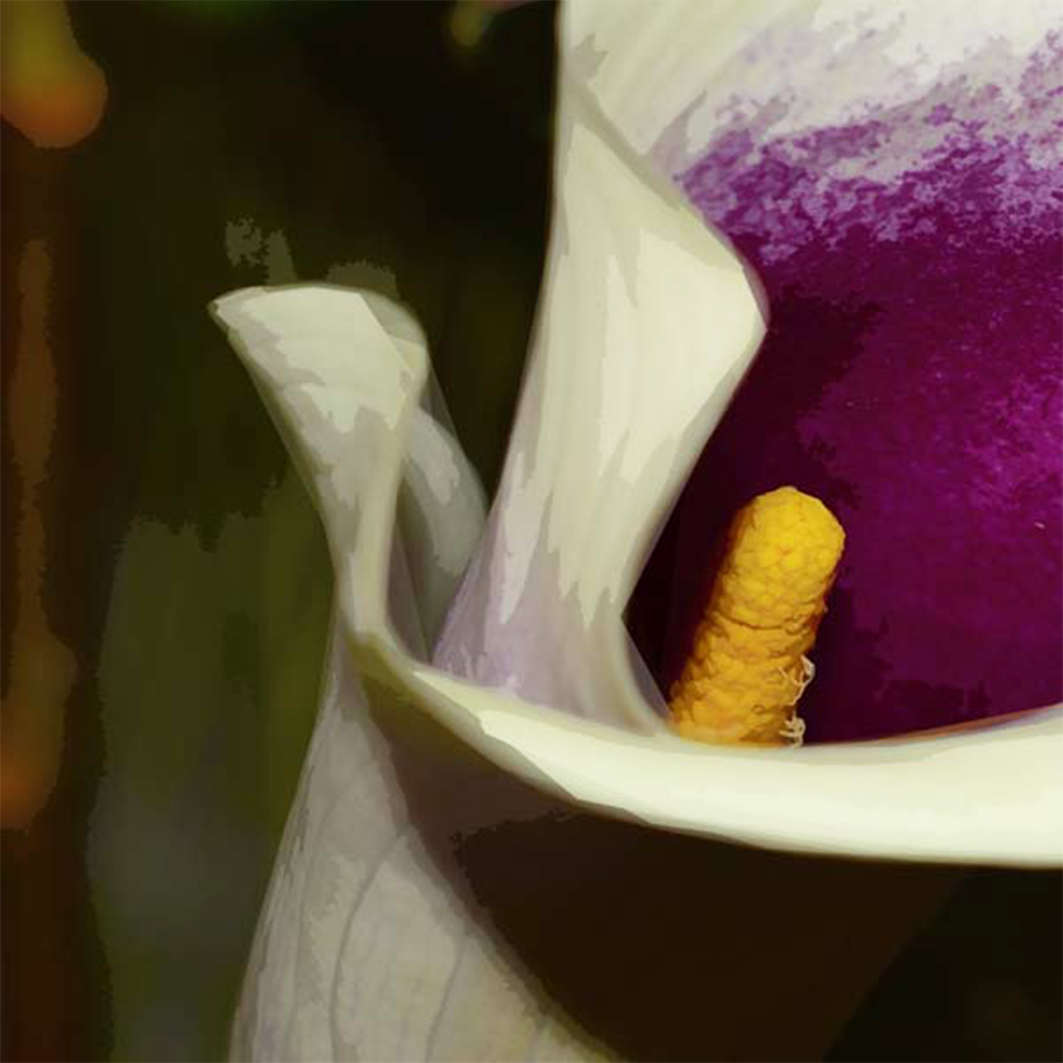 Calla Lily
