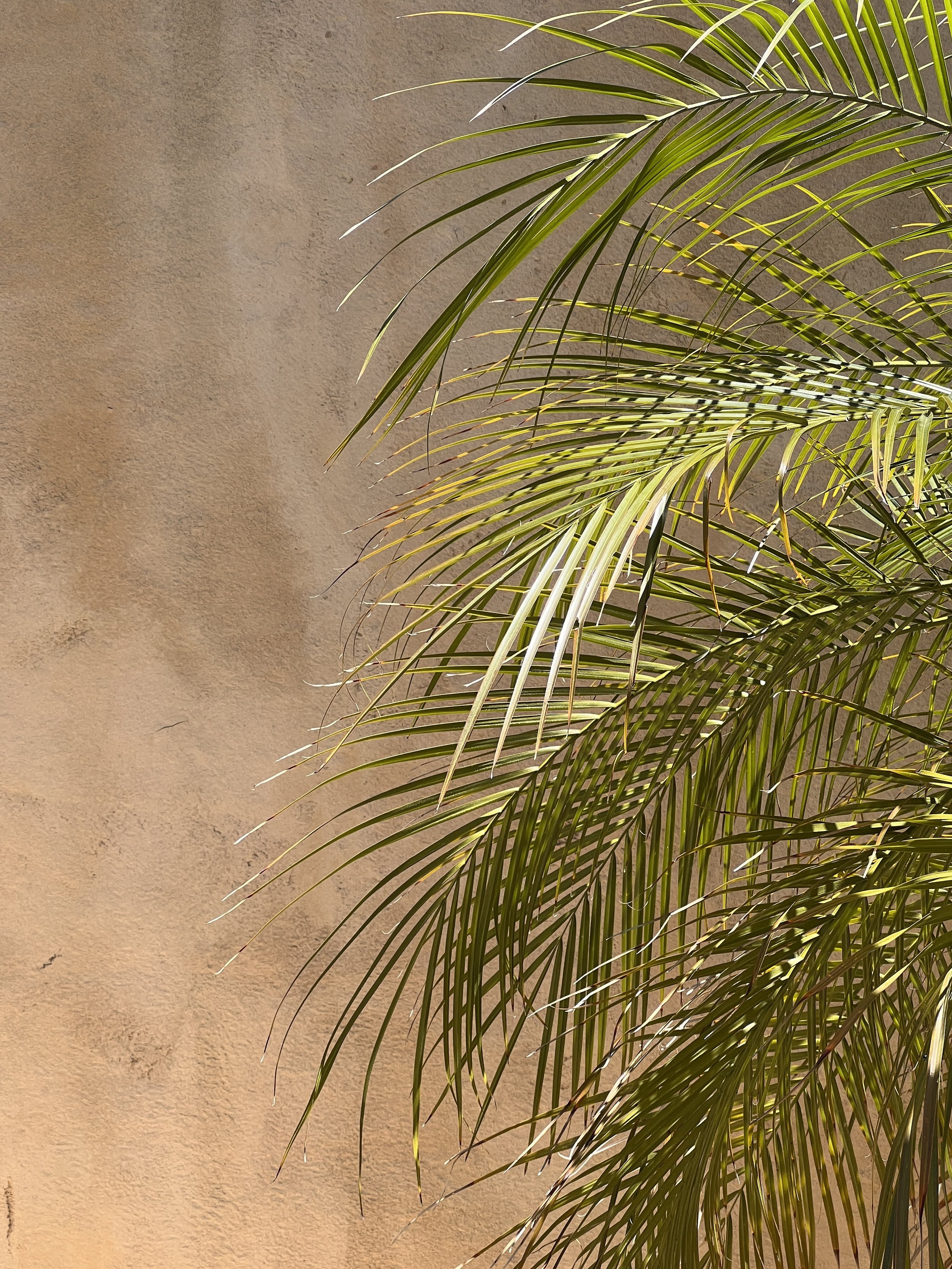 Palm leaves against a warm, textured wall, representing the grounded and calming Adjust + Align experience