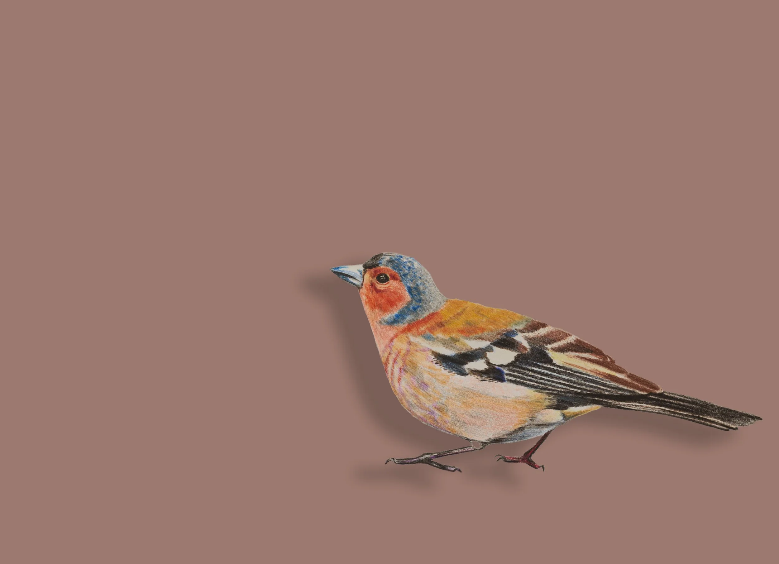 Bird.jpg