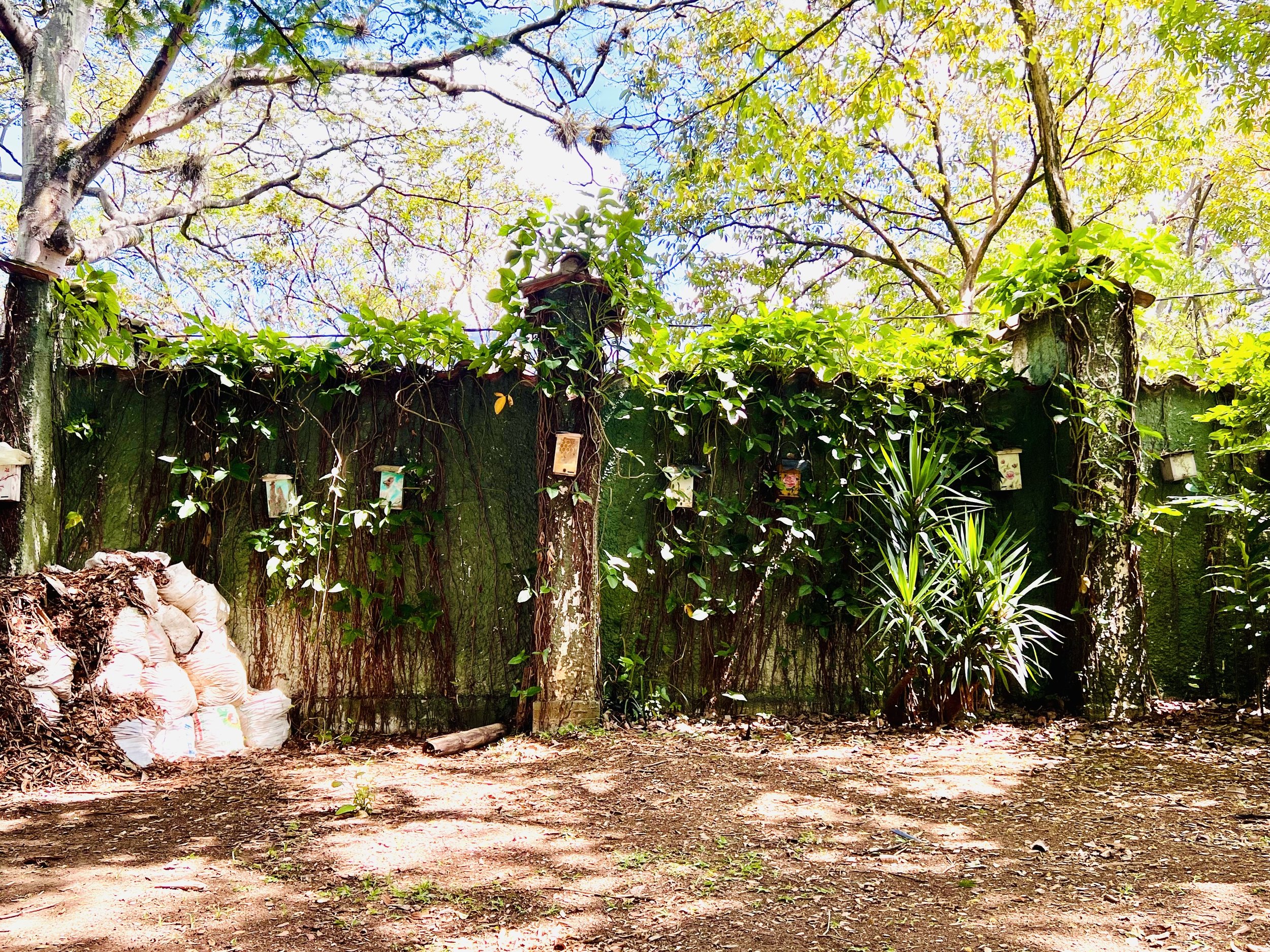 A backyard garden with trees, green leaves, some sunlight, and a wooden fence. There are bags of soil or compost stacked on the left side and hanging birdhouses on the fence.