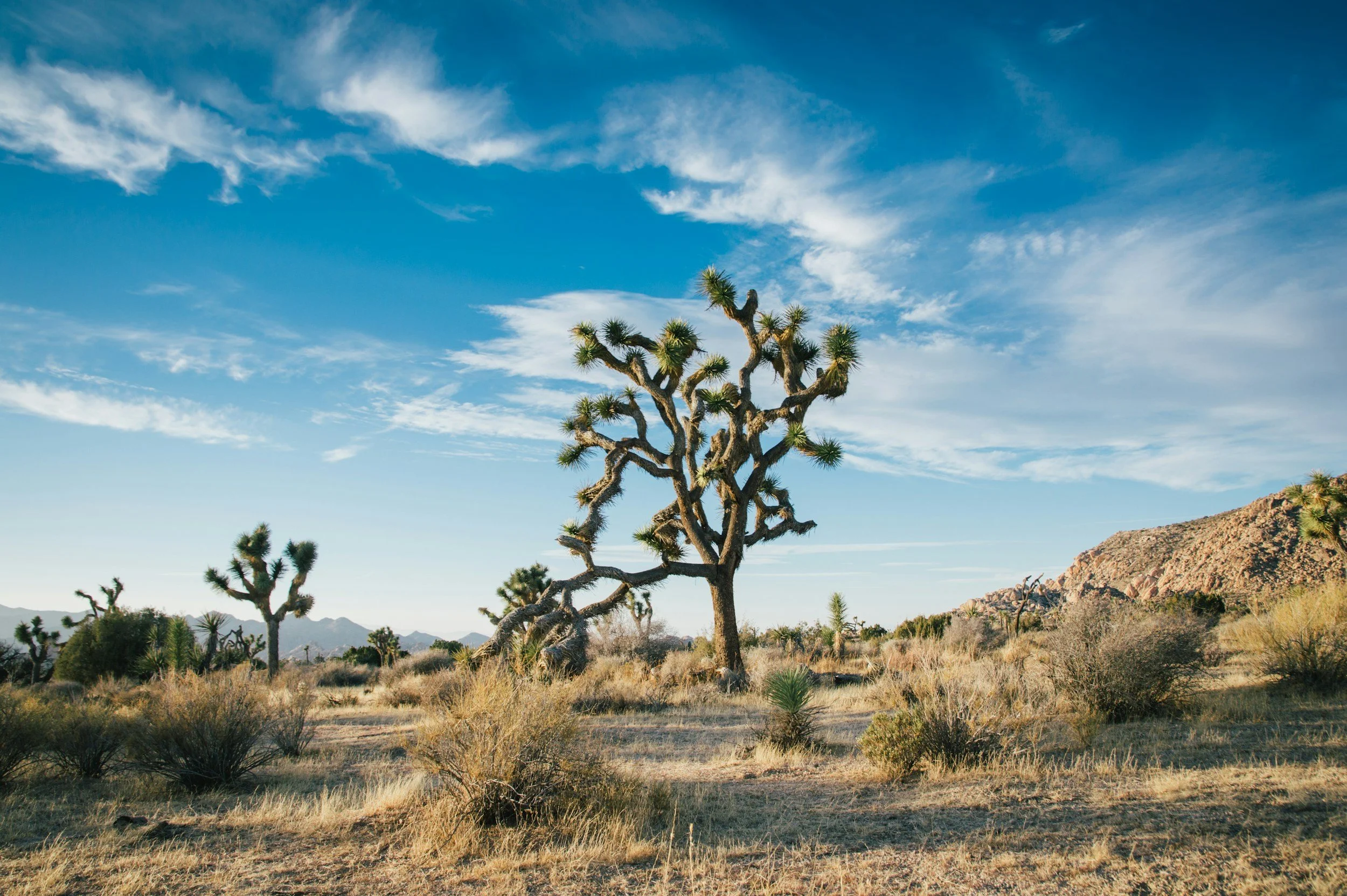 Desert landscape with a twisted Joshua tree, smaller scattered bushes, dry grass, distant mountains, and a partly cloudy blue sky.