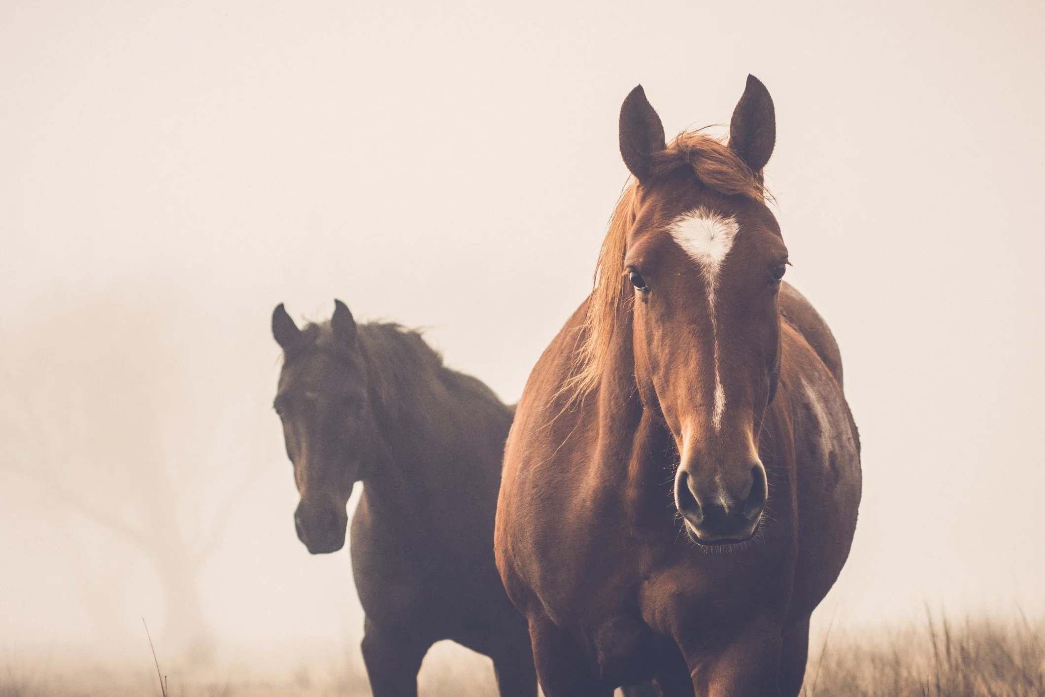 Two horses standing in a foggy field, one in the foreground and the other in the background.