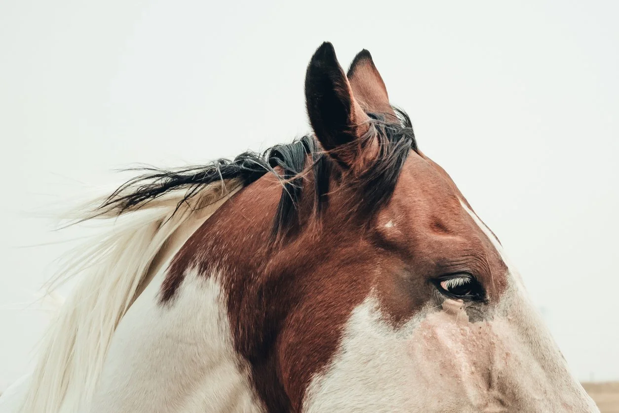 Close-up of a brown and white horse's head against a plain background.