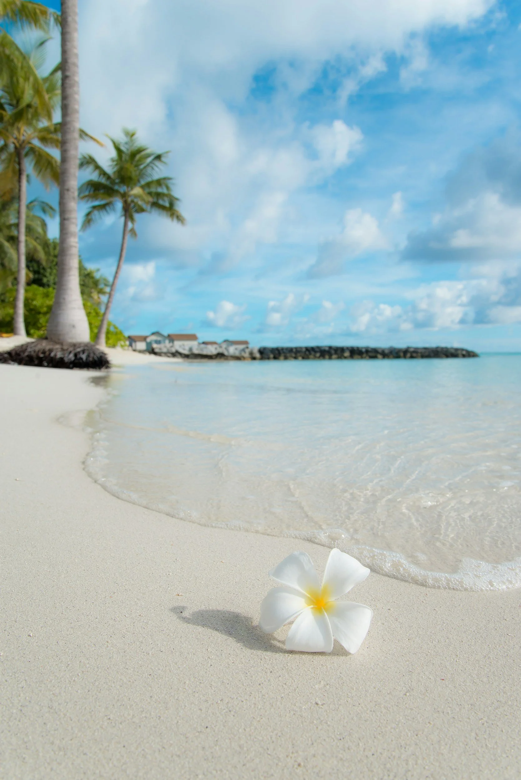 A white plumeria flower on the sandy beach with a tropical setting, palm trees, clear water, and a partly cloudy sky in the background.