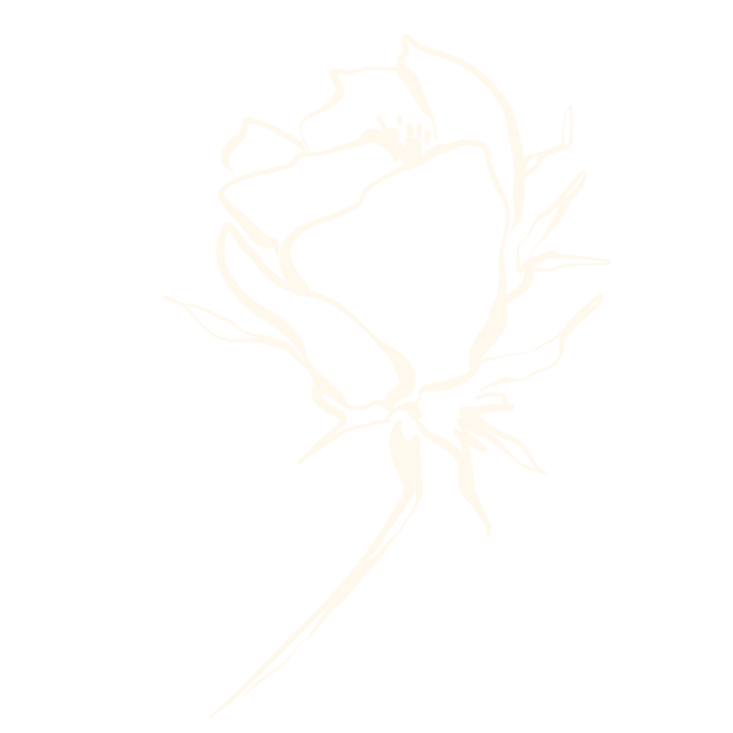 A minimalist line drawing of a single rose with a long stem, leaves, and a blooming rose flower against a black background.