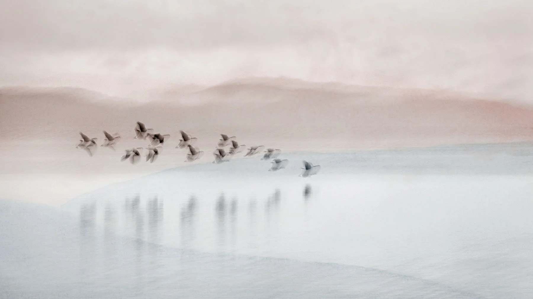 1-Birds in Mist_DSC5171-2-2.jpg