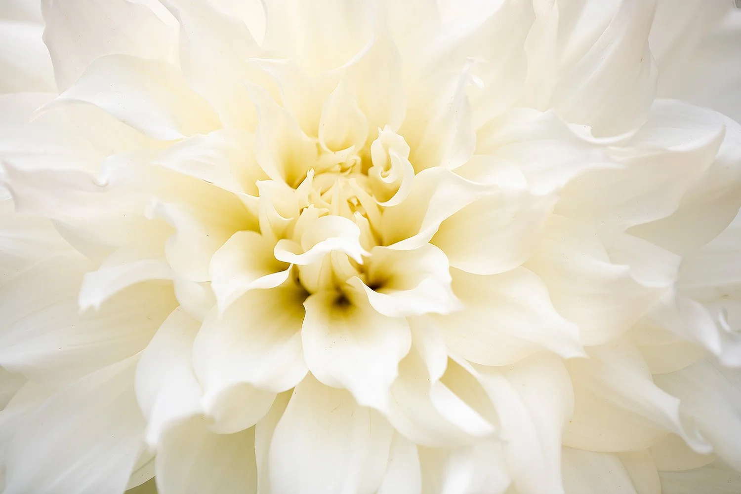 Floral 3-Butchart Gardens - 2018-08-22 - 0037.jpg