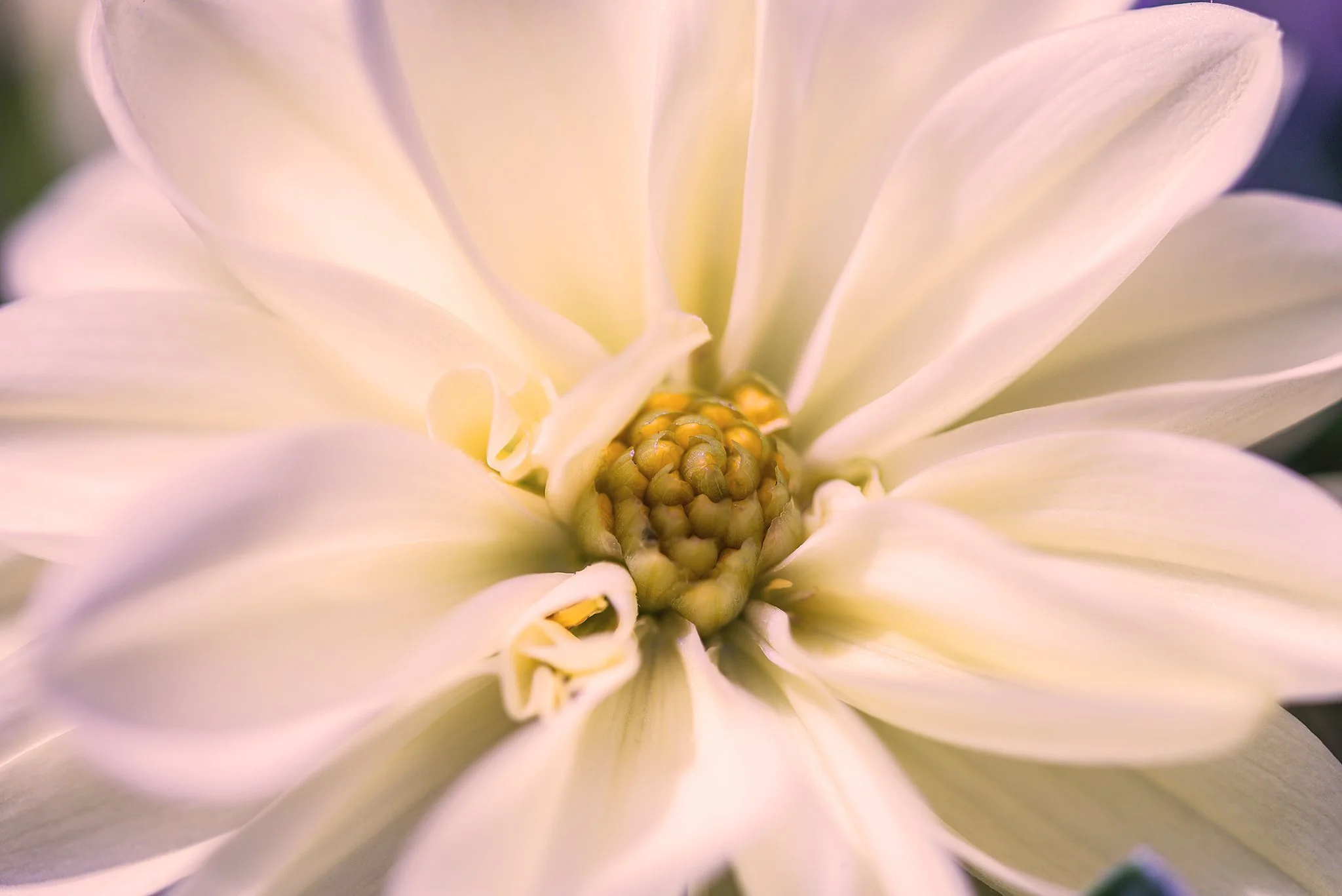Flower.jpg