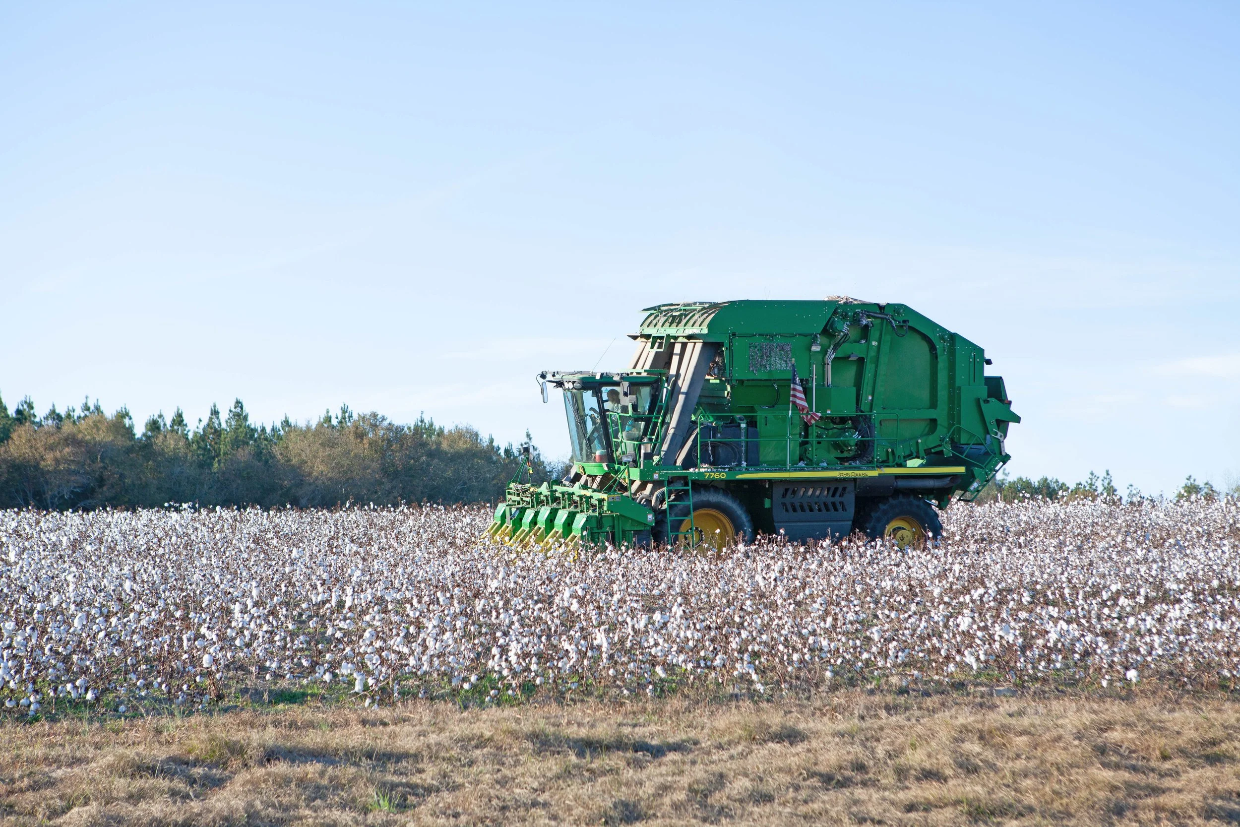 Green cotton harvester machine operating in a cotton field with a clear blue sky and trees in the background.