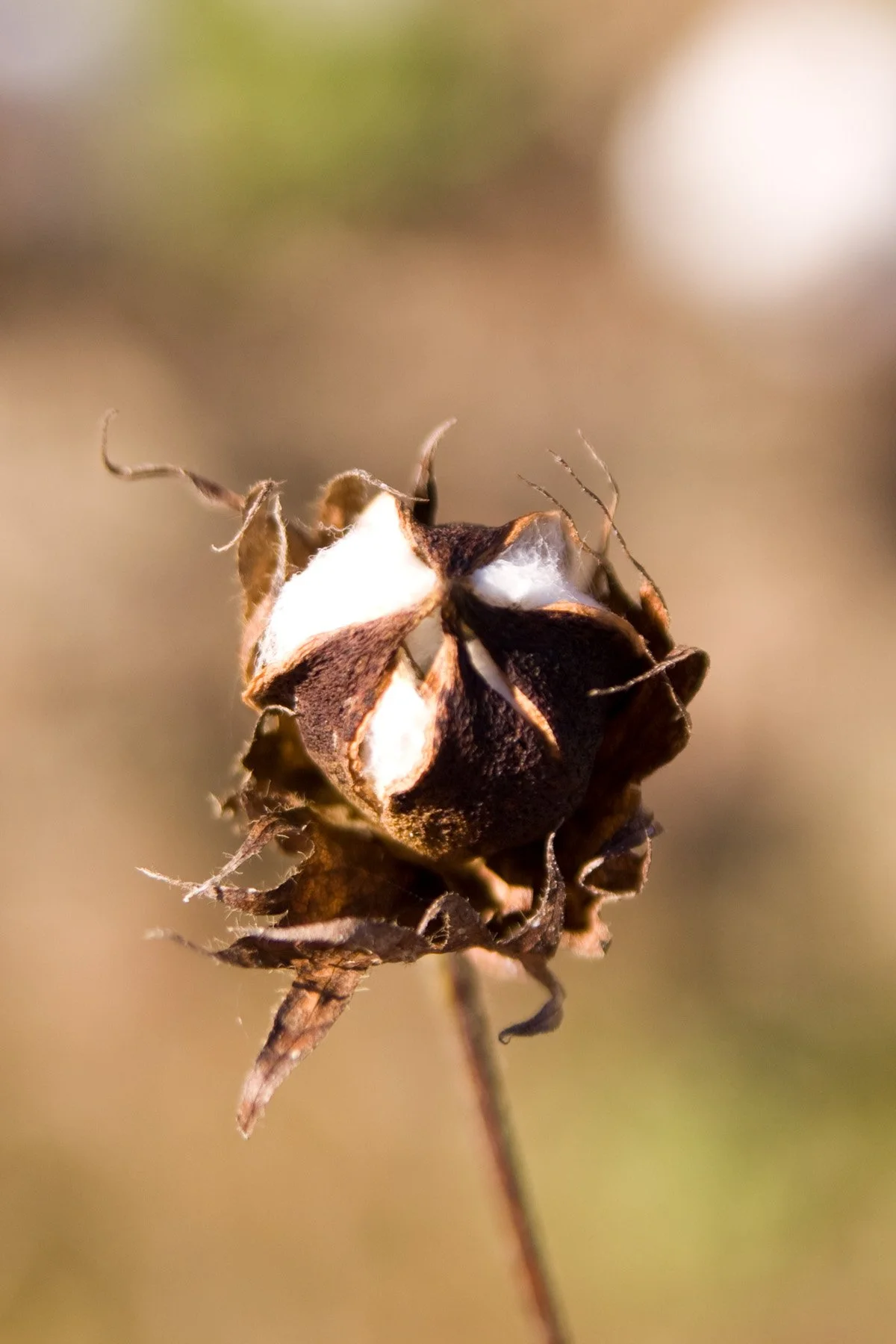 Close-up of a dried, brown cotton boll on a stem, with a blurred background.