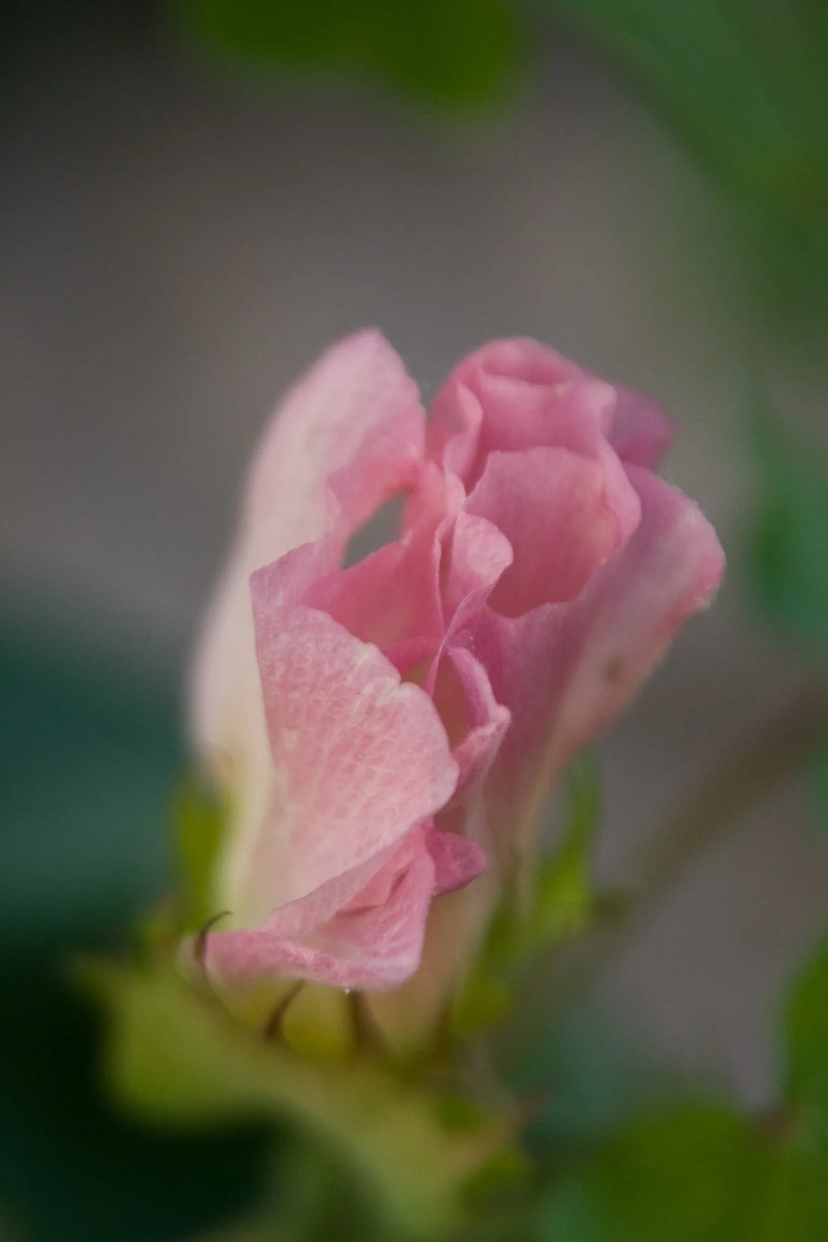 Close-up of a pink cotton flower with soft focus and green background.