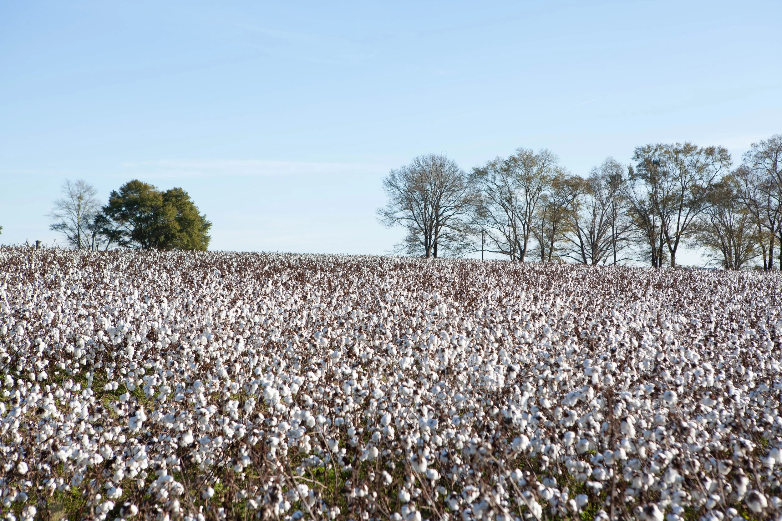 A cotton field with white cotton plants, surrounded by trees under a blue sky.