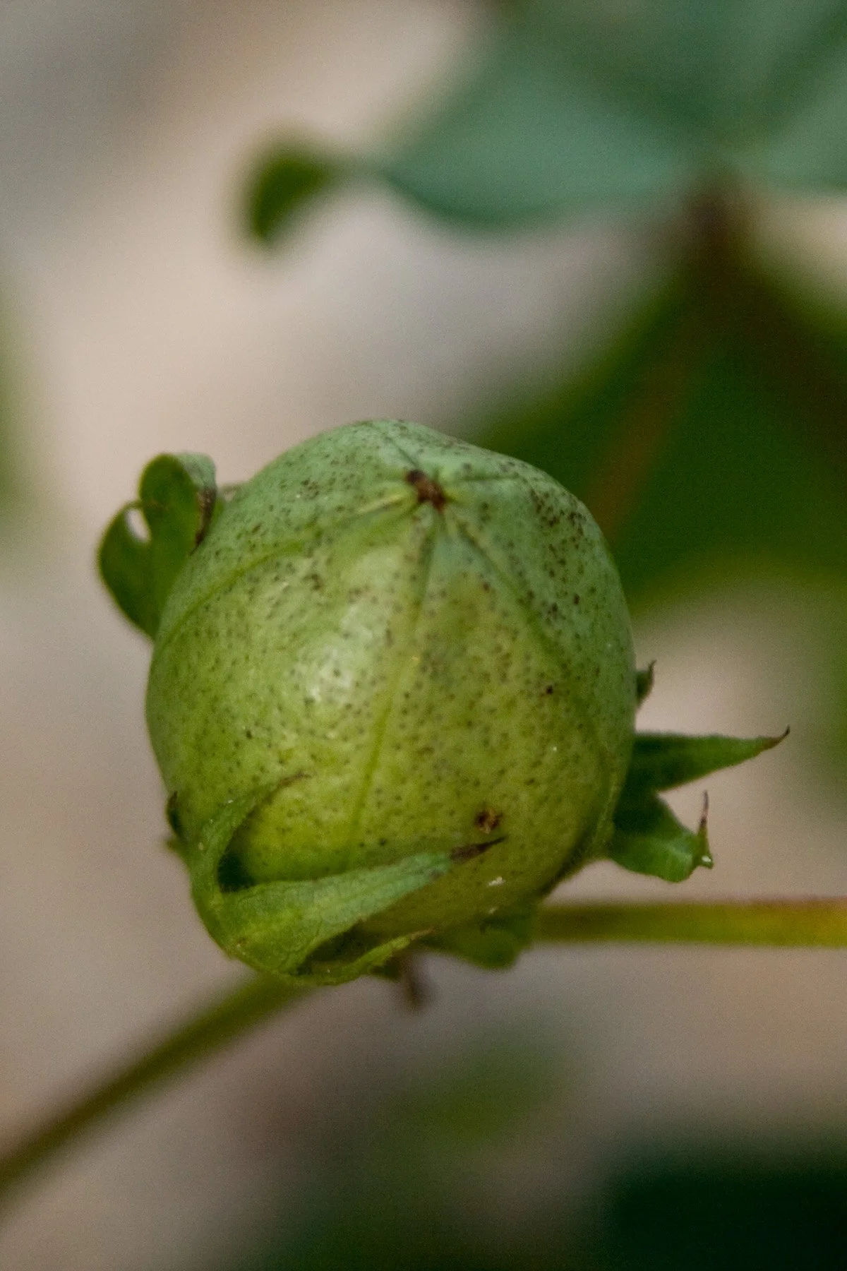 Close-up of a green, immature seed or fruit on a plant, with the background blurred.