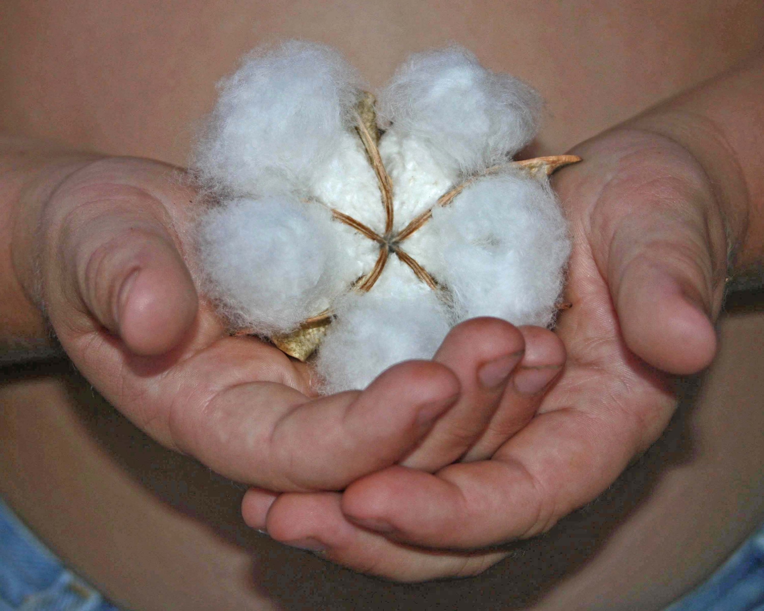 Close-up of hands gently holding a cotton boll with white fluffy cotton fibers and brown seed pods.
