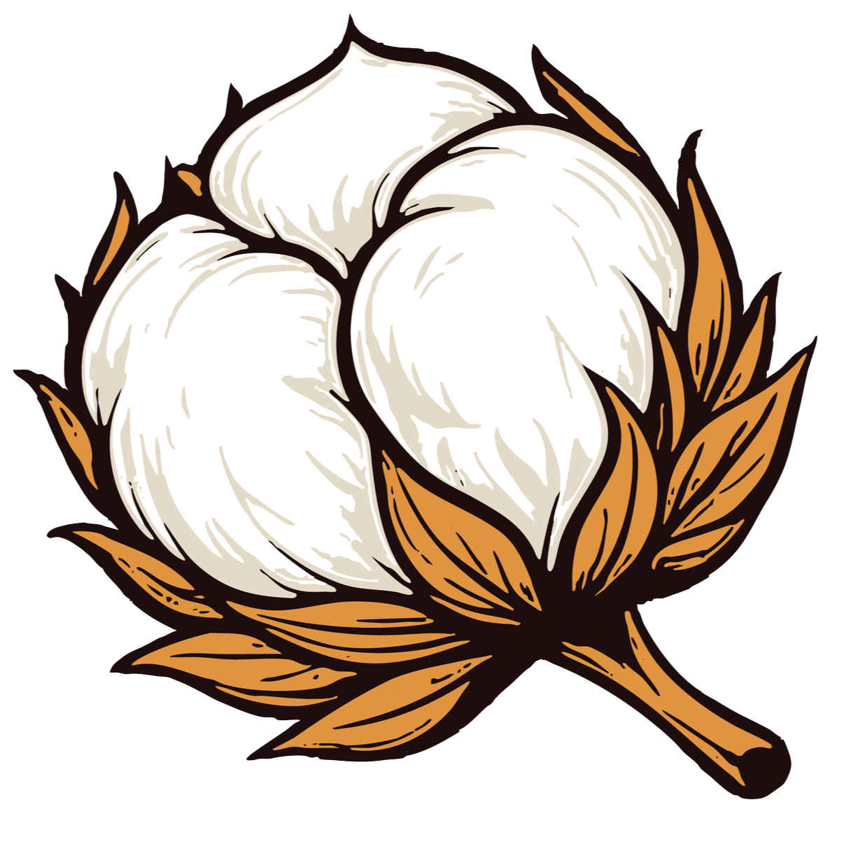 Drawn illustration of three white cotton bolls with brown leaves and stem.