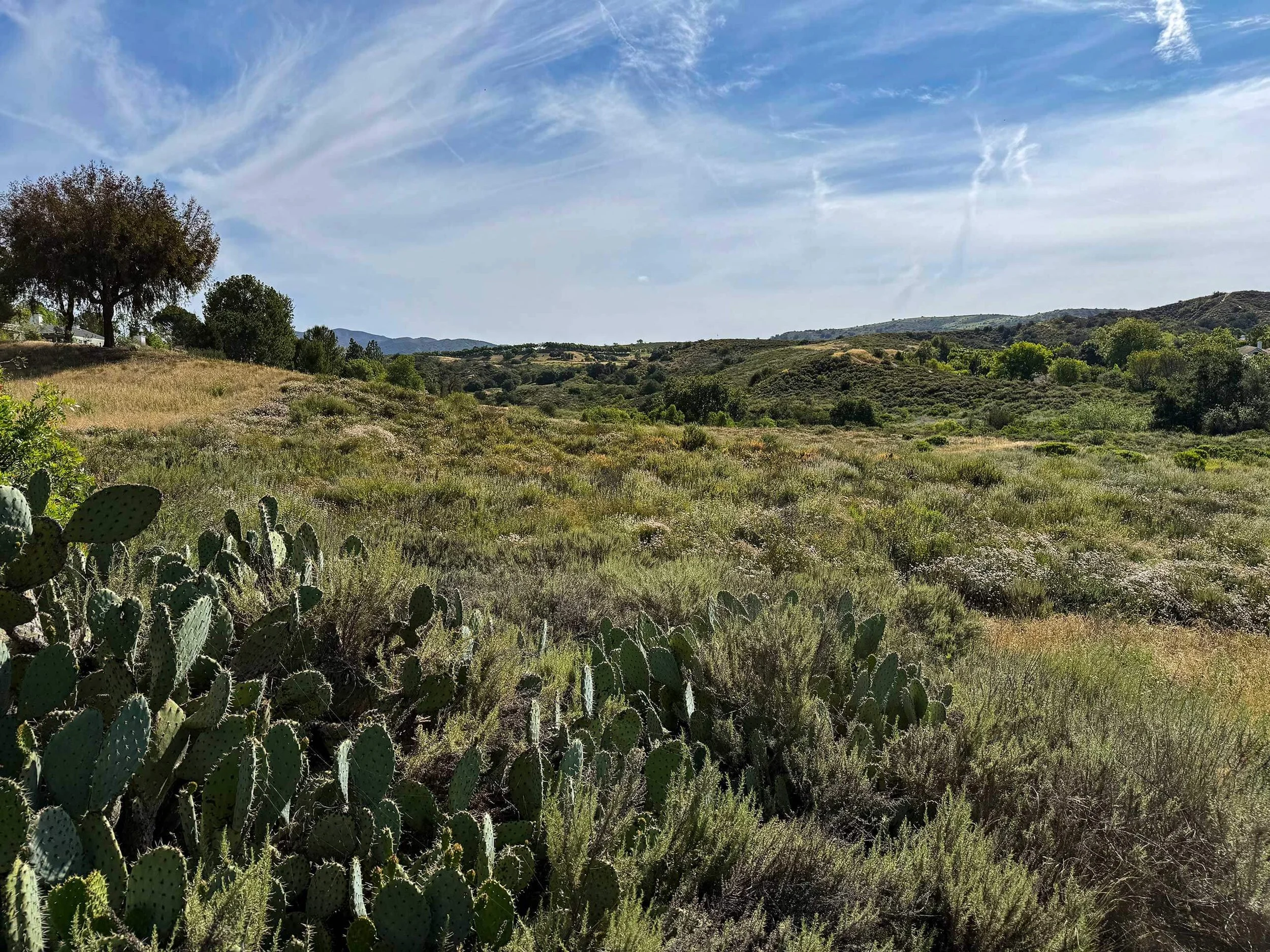 A landscape view of rolling hills with green shrubbery and cacti, under a blue sky with wispy clouds.