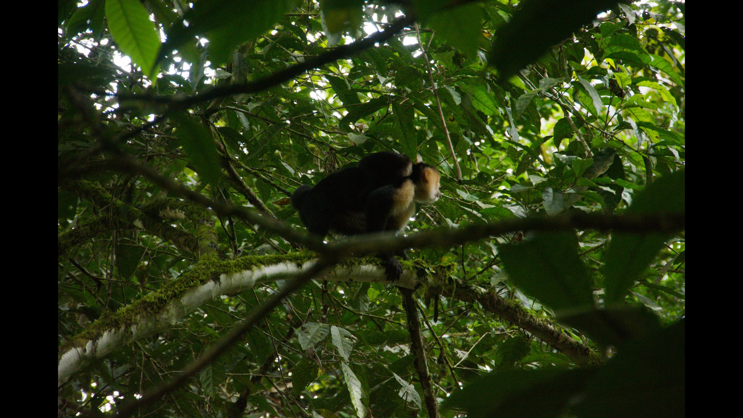 A baby monkey sitting on a moss-covered tree branch in a dense green forest, surrounded by leaves and branches.