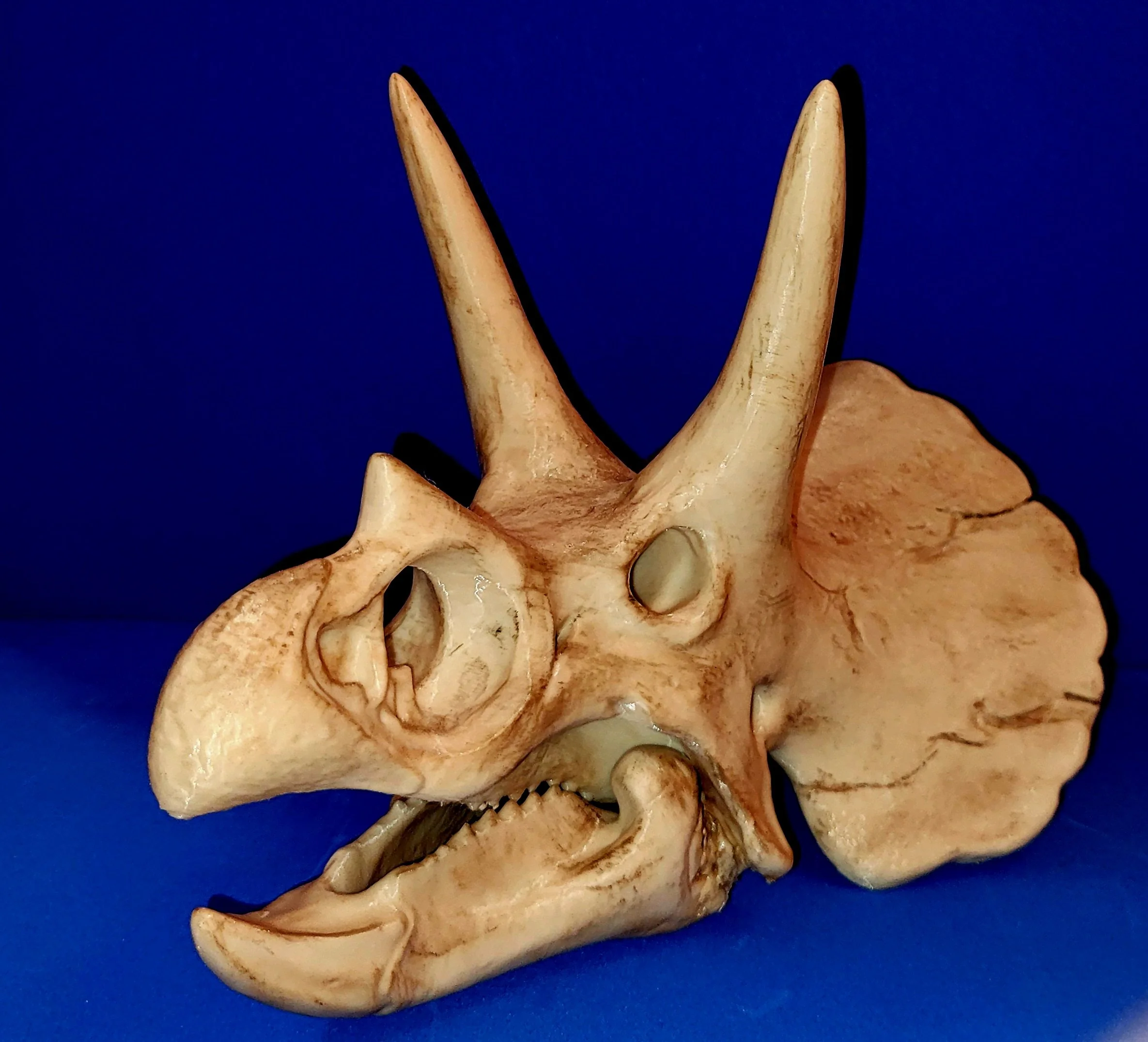 Triceratops Skull Head Replica