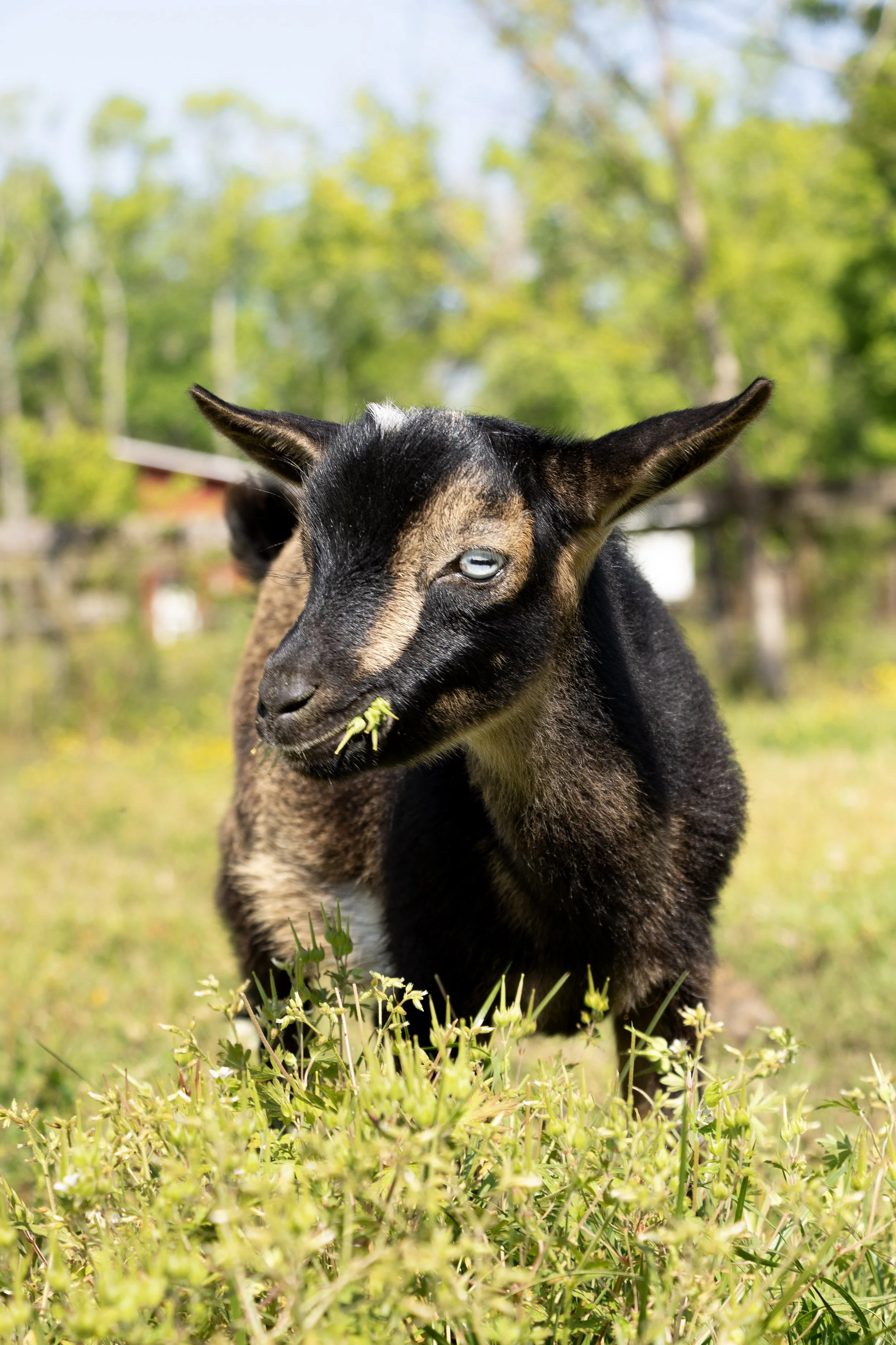 A black and brown goat with white markings on its face grazing in a field of green grass and yellow flowers, with a blurred background of trees and blue sky.