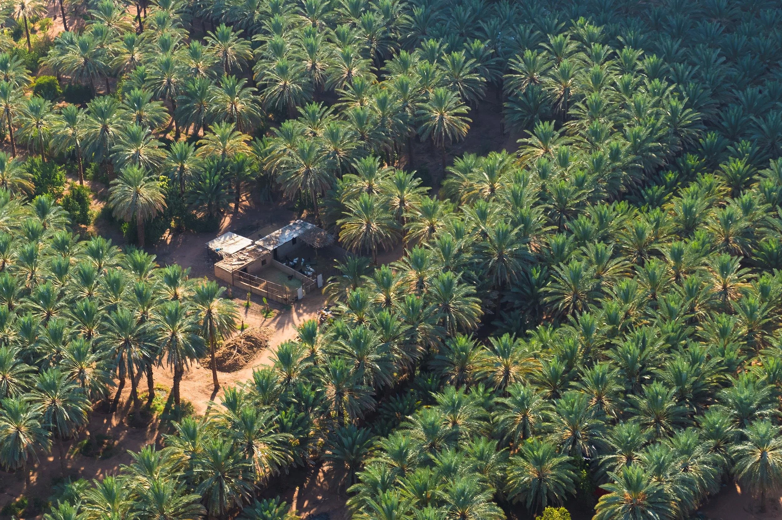 Dates: The Heart of Saudi Hospitality