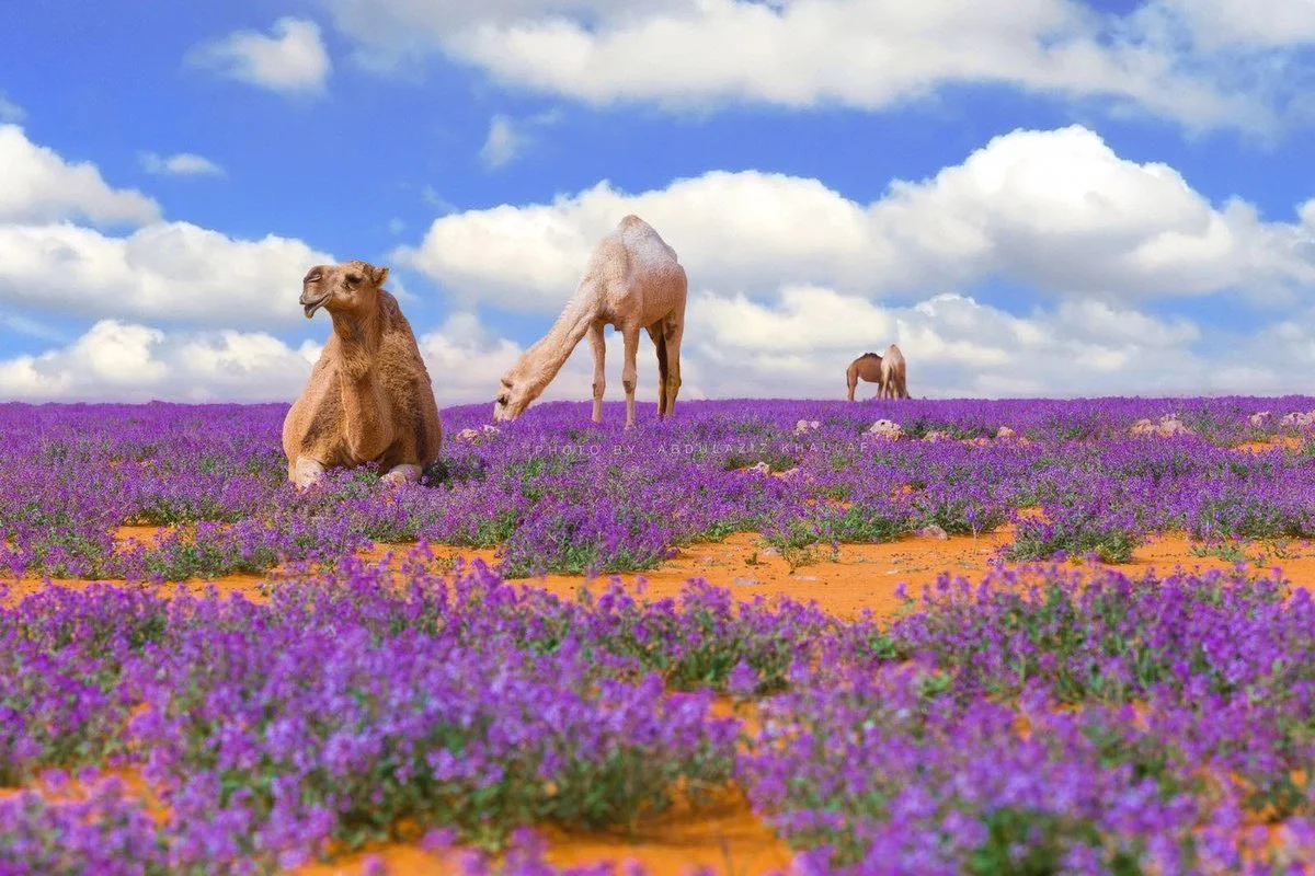 Walking on Lavender: Saudi’s Purple Welcome
